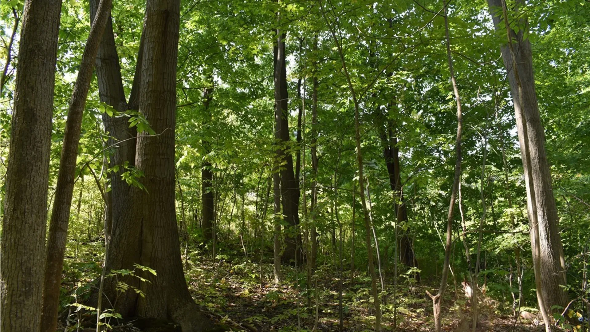 Property at Route 380, Ellicott, NY 14701 13