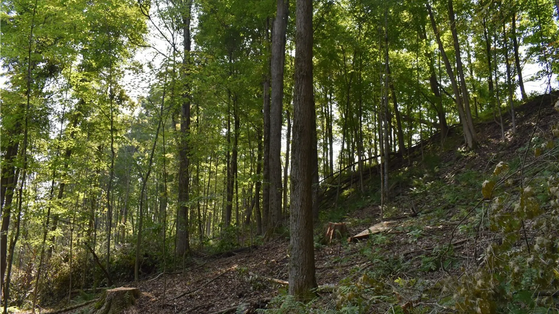 Property at Route 380, Ellicott, NY 14701 14