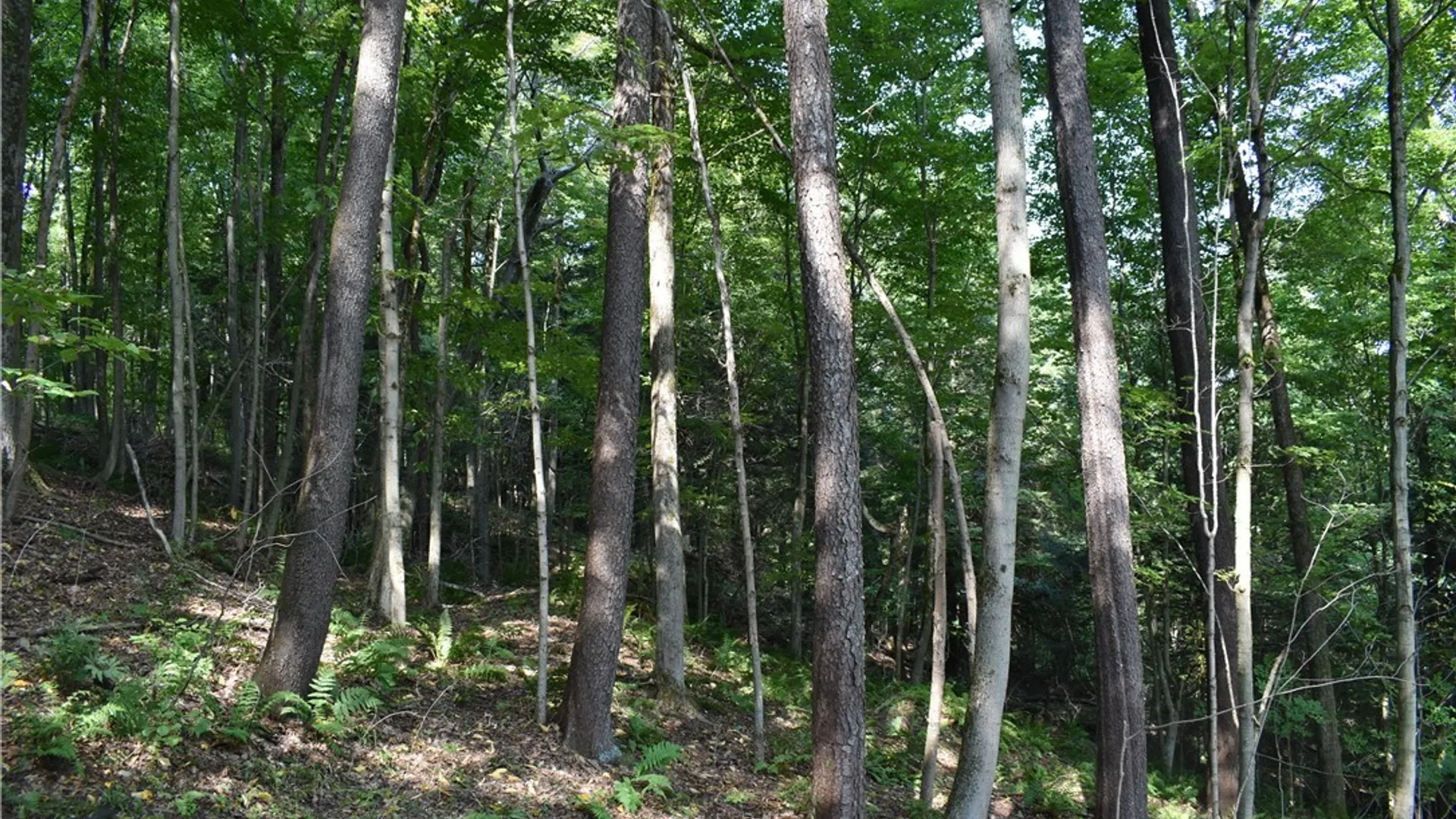 Property at Route 380, Ellicott, NY 14701 16