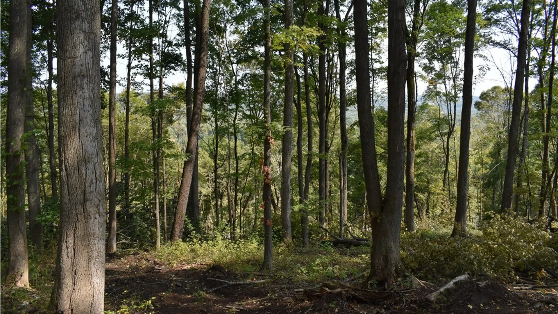 Property at Route 380, Ellicott, NY 14701 19