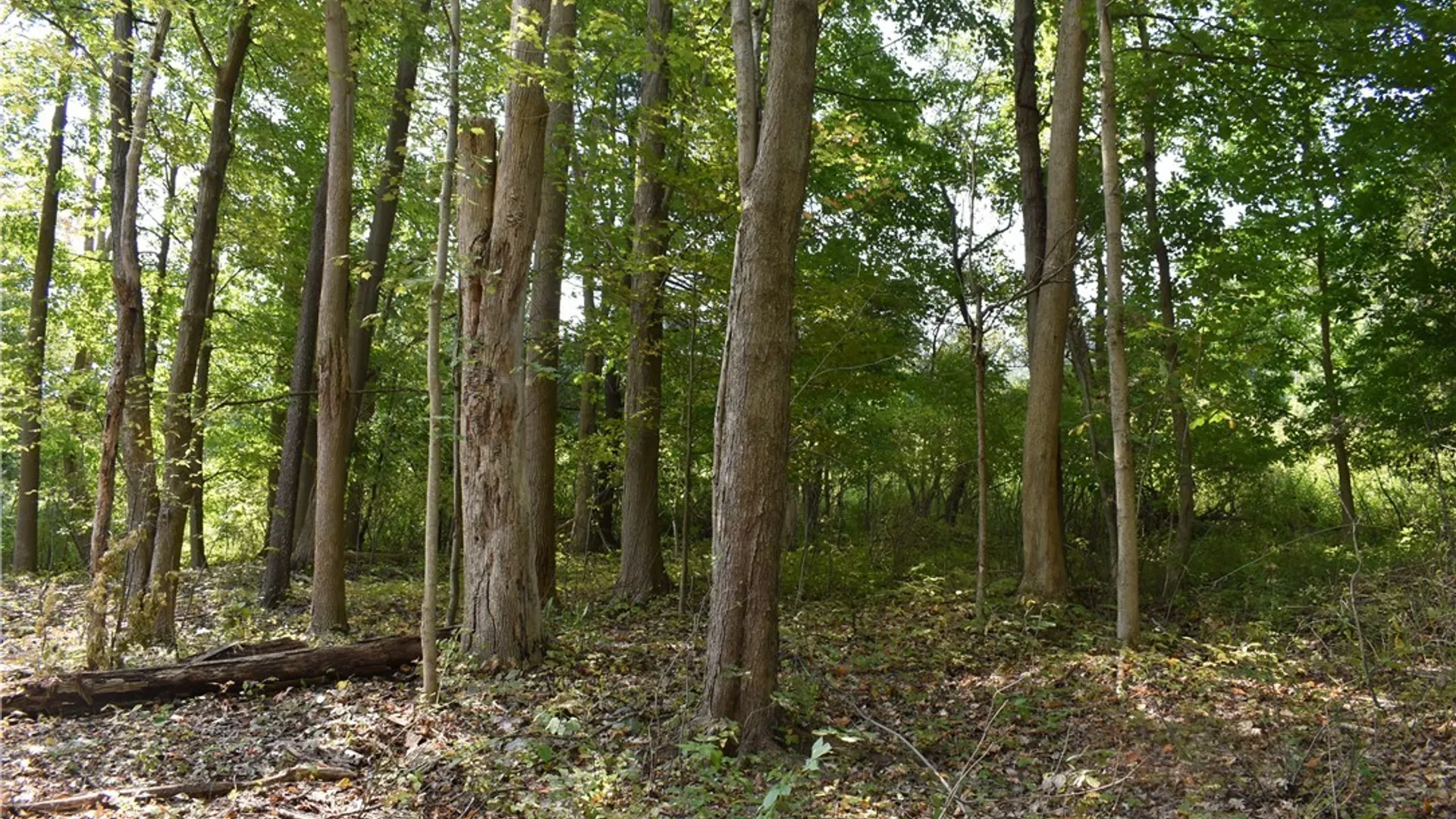 Property at Route 380, Ellicott, NY 14701 2