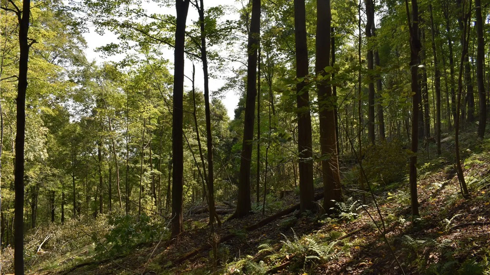 Property at Route 380, Ellicott, NY 14701 20