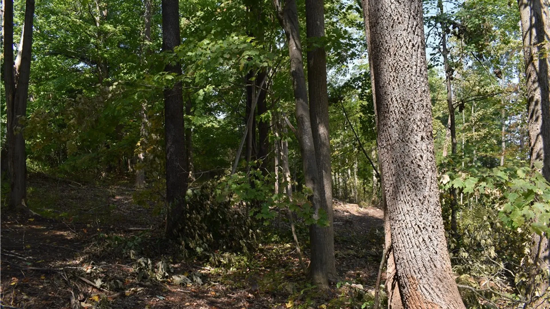 Property at Route 380, Ellicott, NY 14701 21