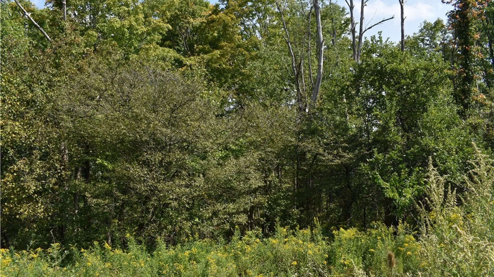 Property at Route 380, Ellicott, NY 14701 25