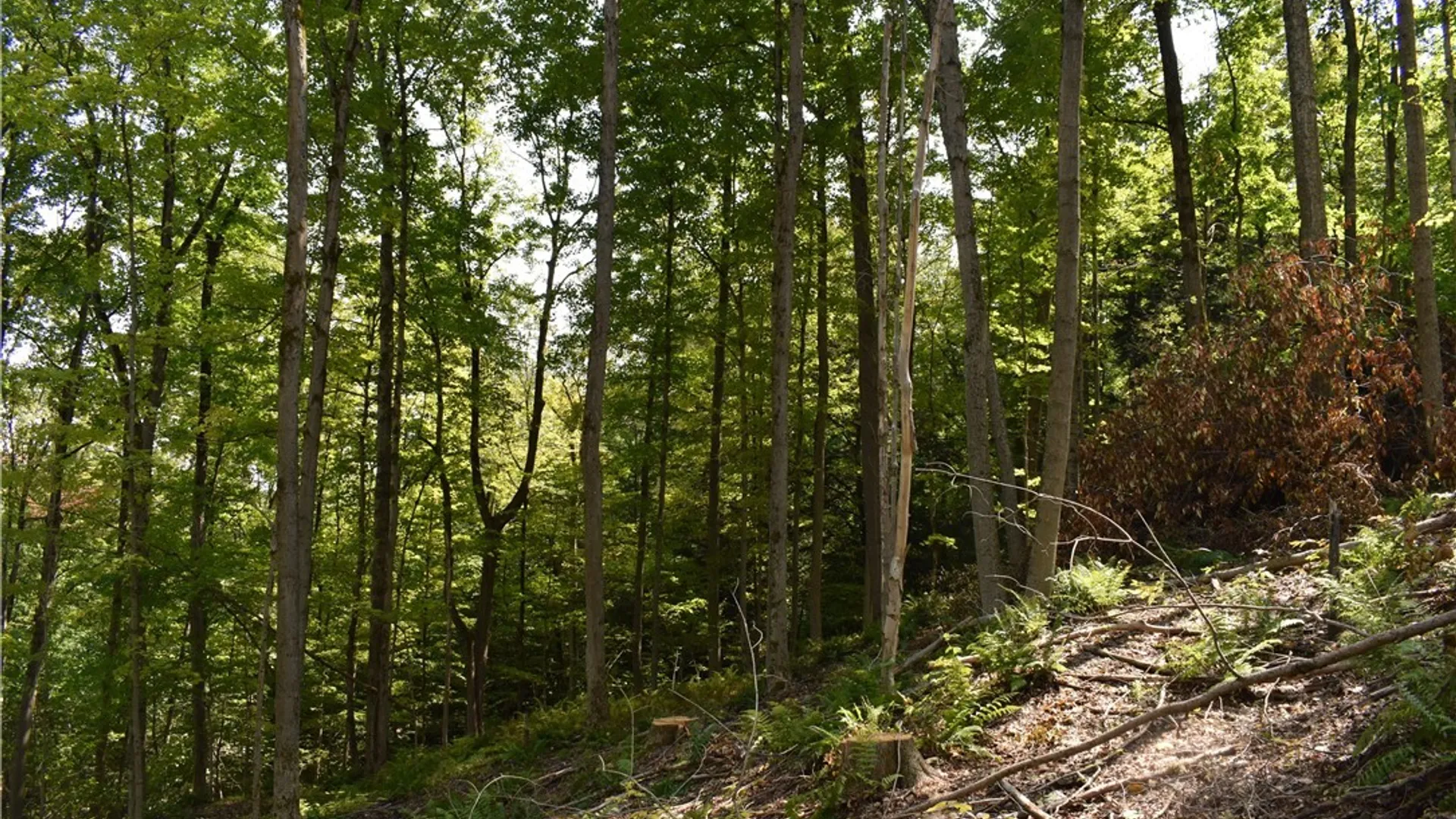 Property at Route 380, Ellicott, NY 14701 26