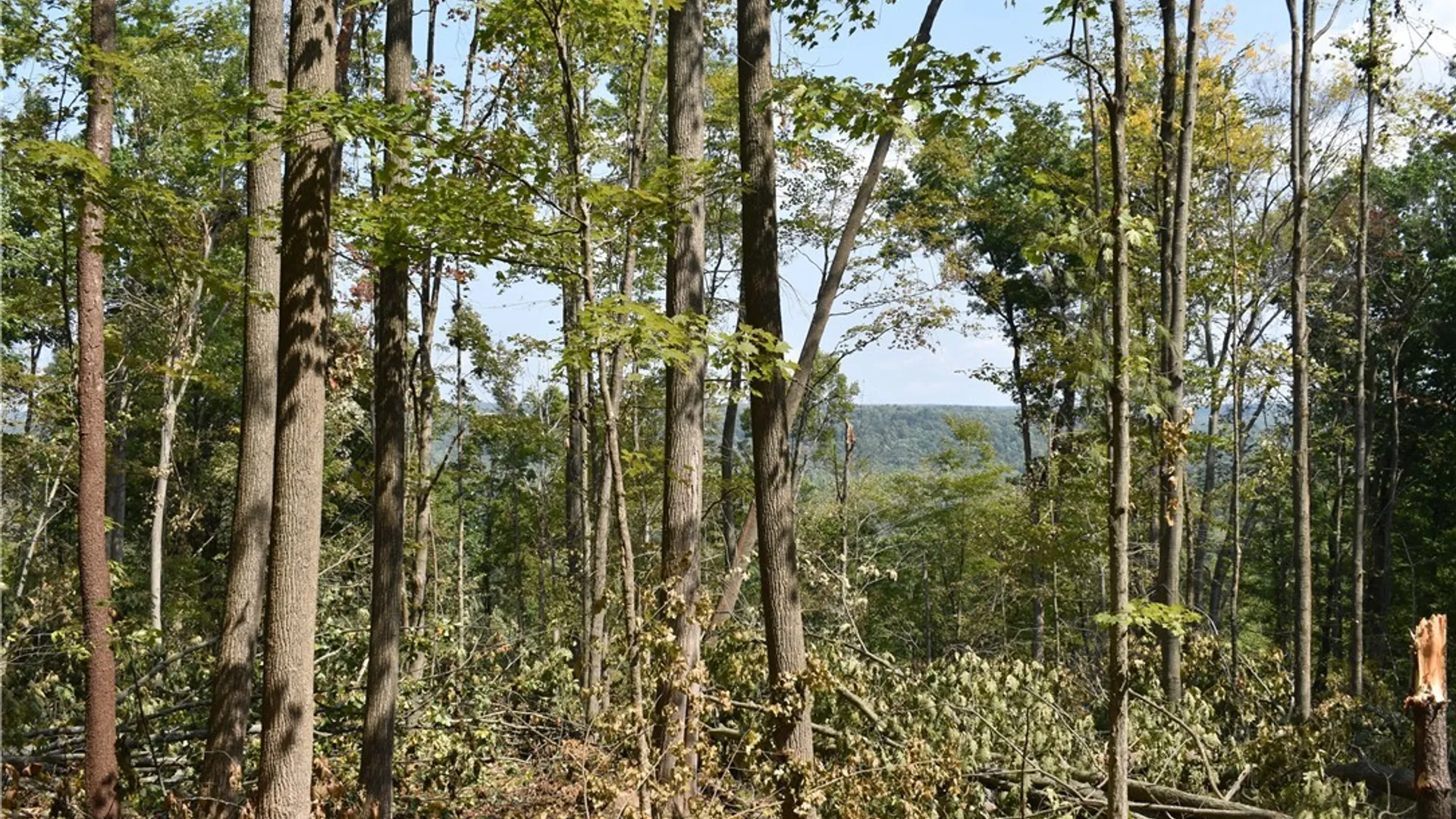 Property at Route 380, Ellicott, NY 14701 3