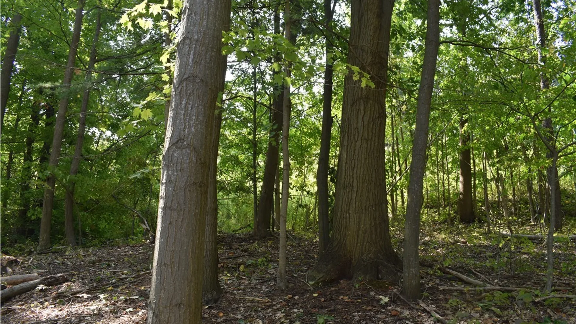 Property at Route 380, Ellicott, NY 14701 30