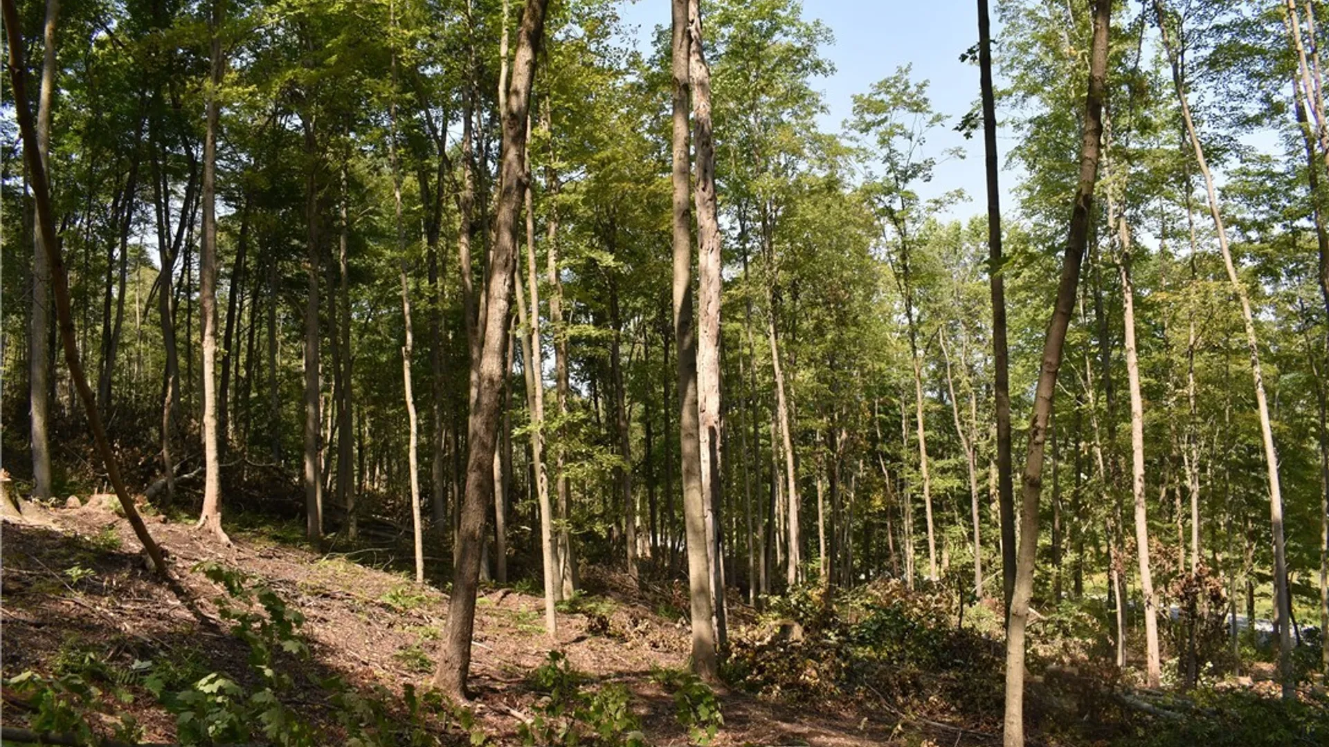 Property at Route 380, Ellicott, NY 14701 31