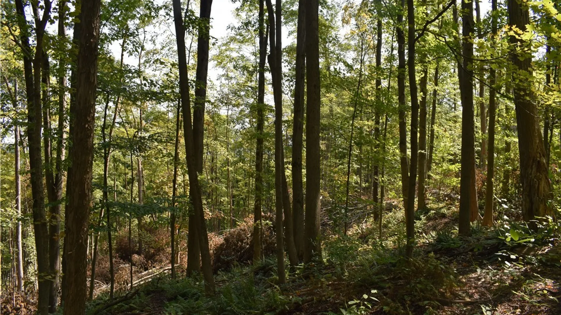 Property at Route 380, Ellicott, NY 14701 33