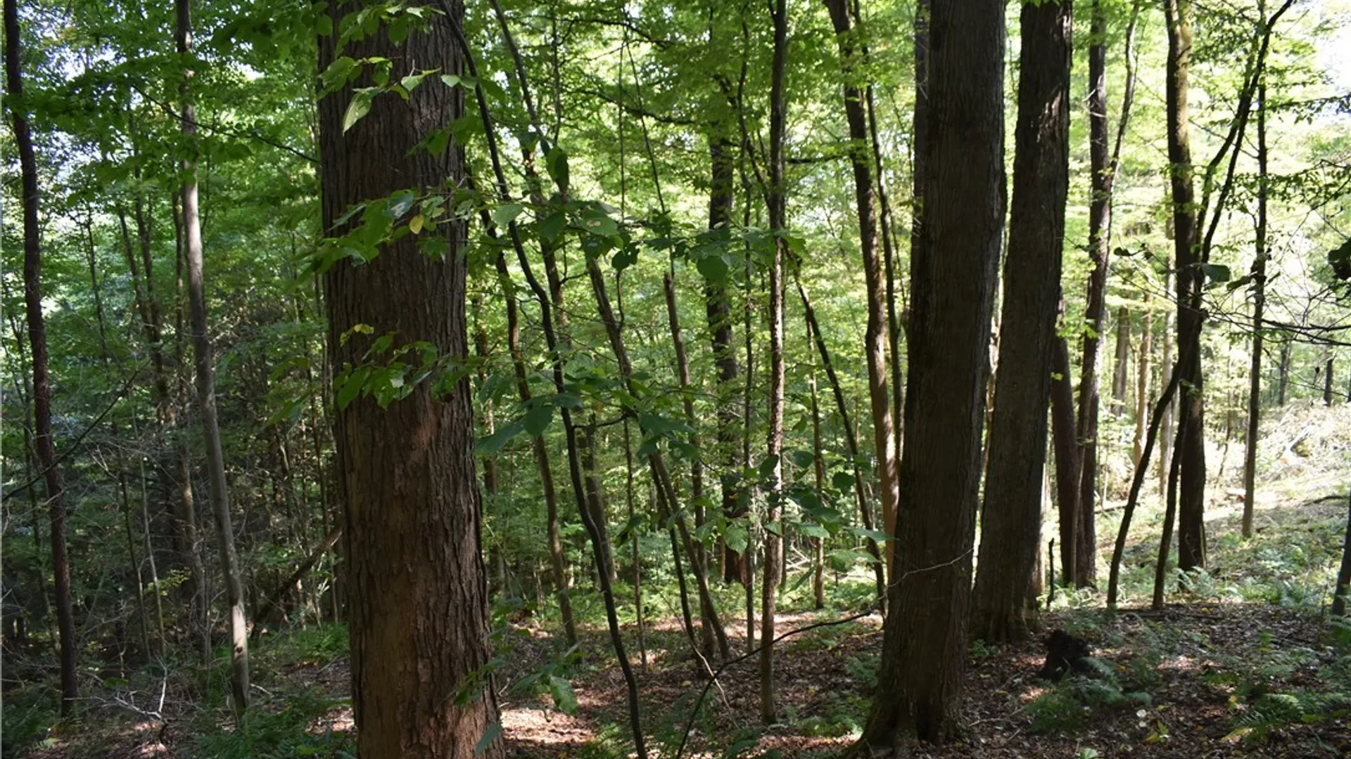 Property at Route 380, Ellicott, NY 14701 4