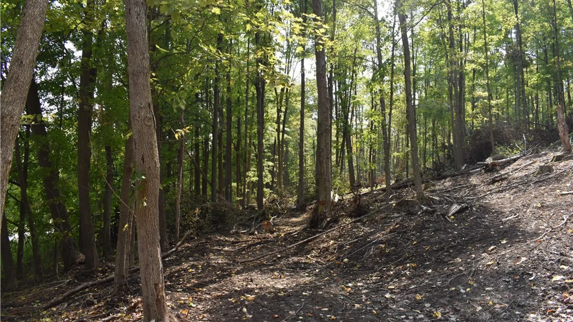 Property at Route 380, Ellicott, NY 14701 5