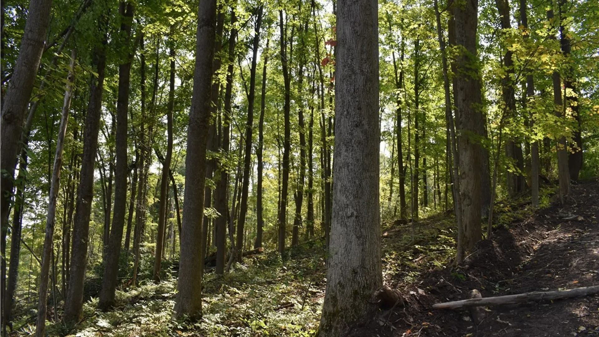 Property at Route 380, Ellicott, NY 14701 6