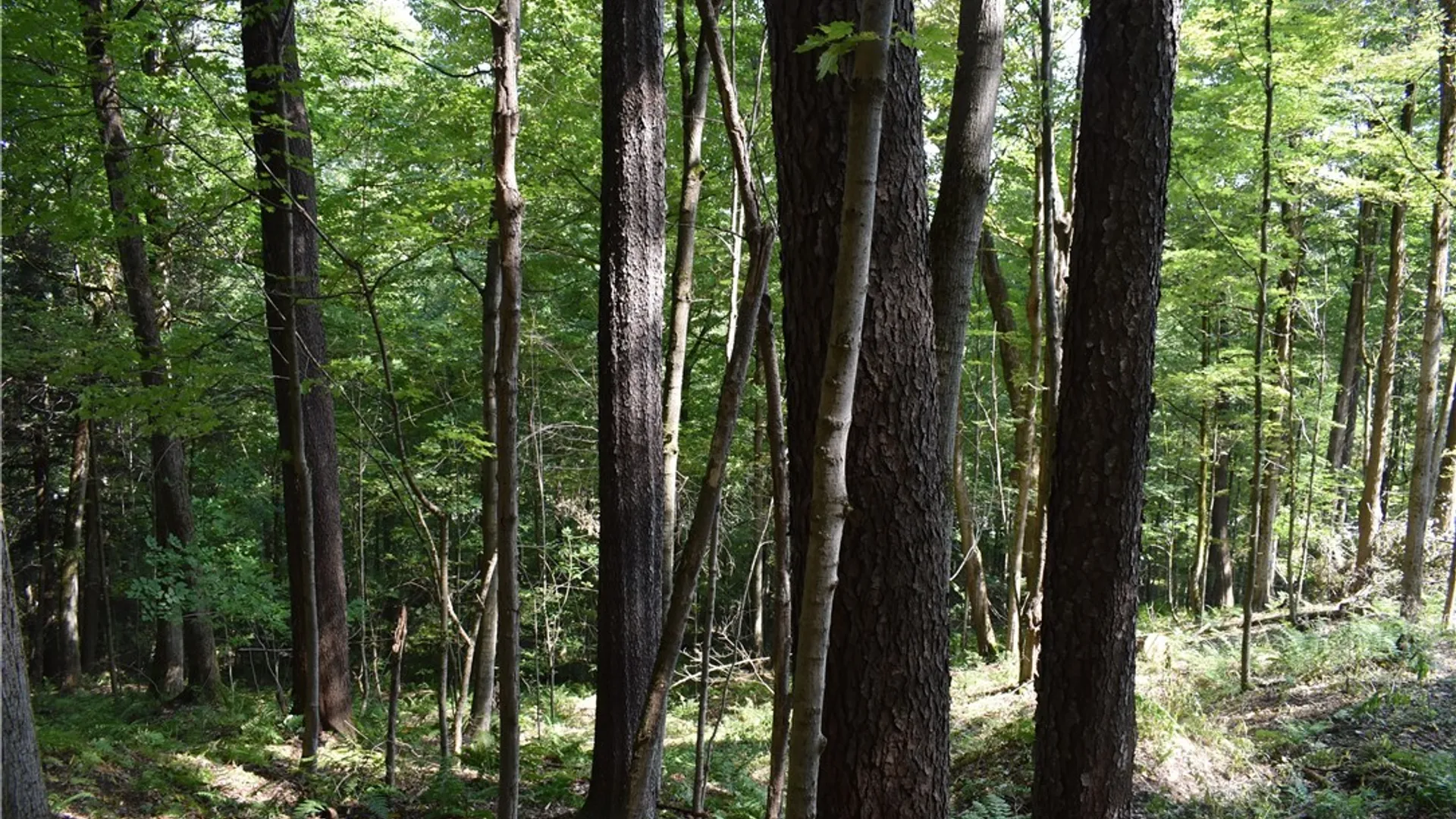 Property at Route 380, Ellicott, NY 14701 9