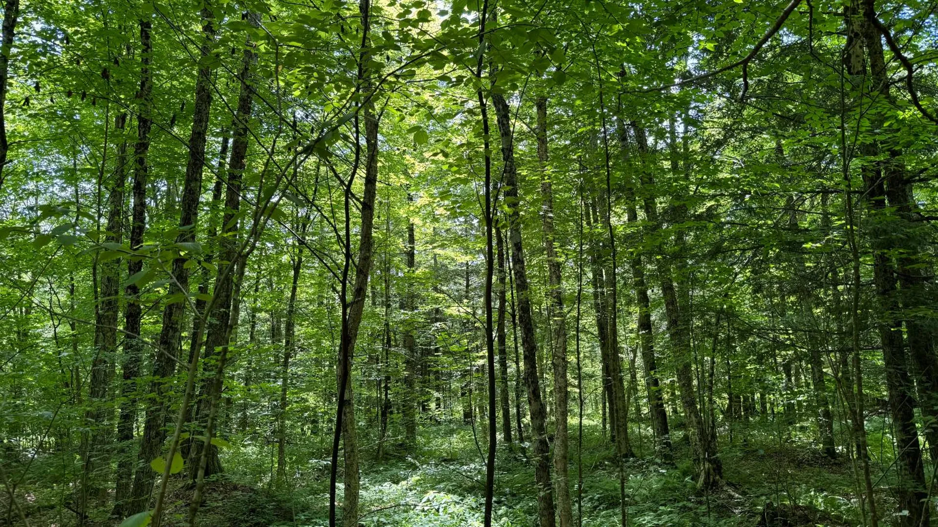 Property at Lot 10 Lee Rd, Florence, NY 13316 2