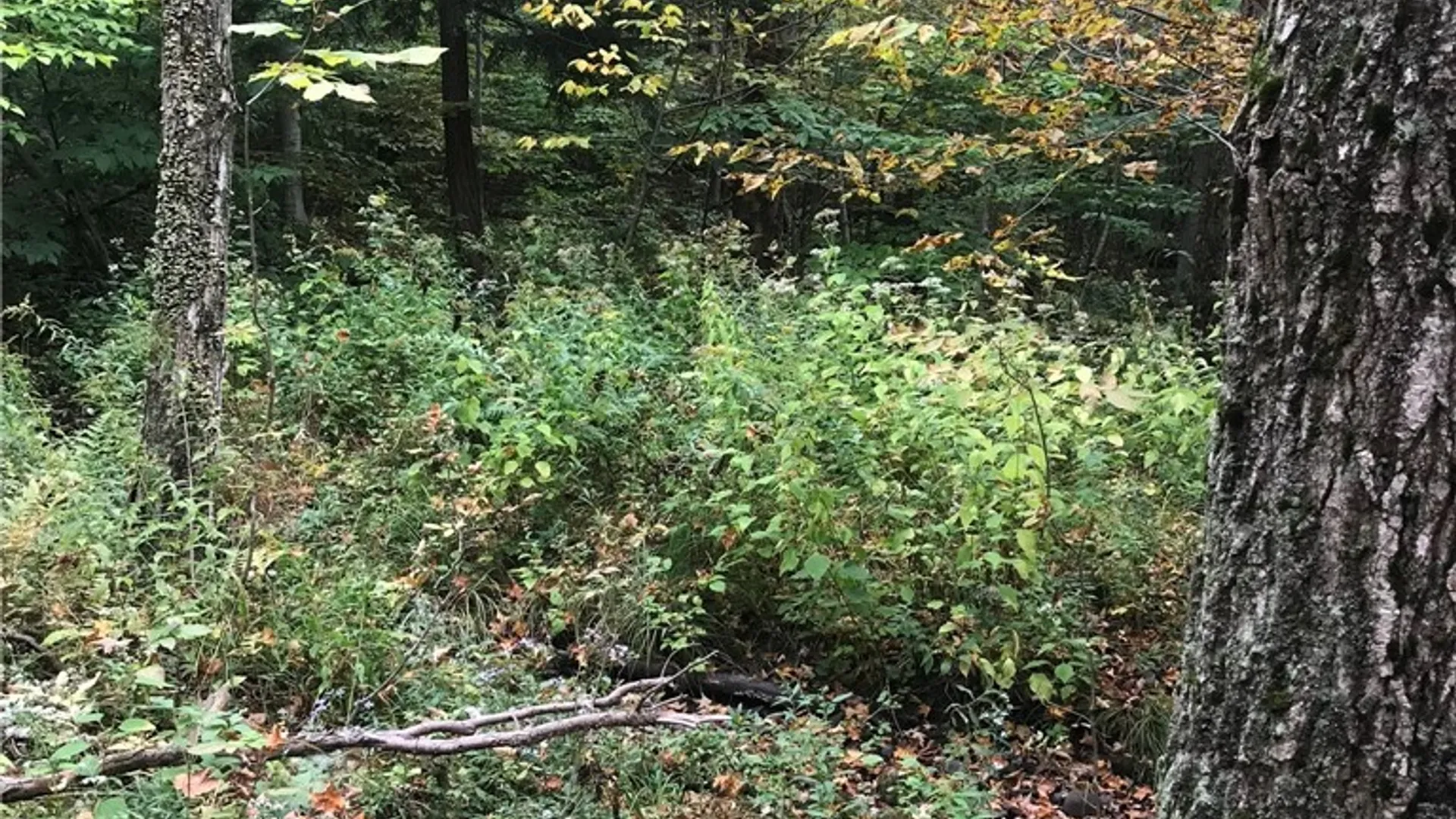 Property at 3436 Dunham Road, Orangeville, NY 14569 8