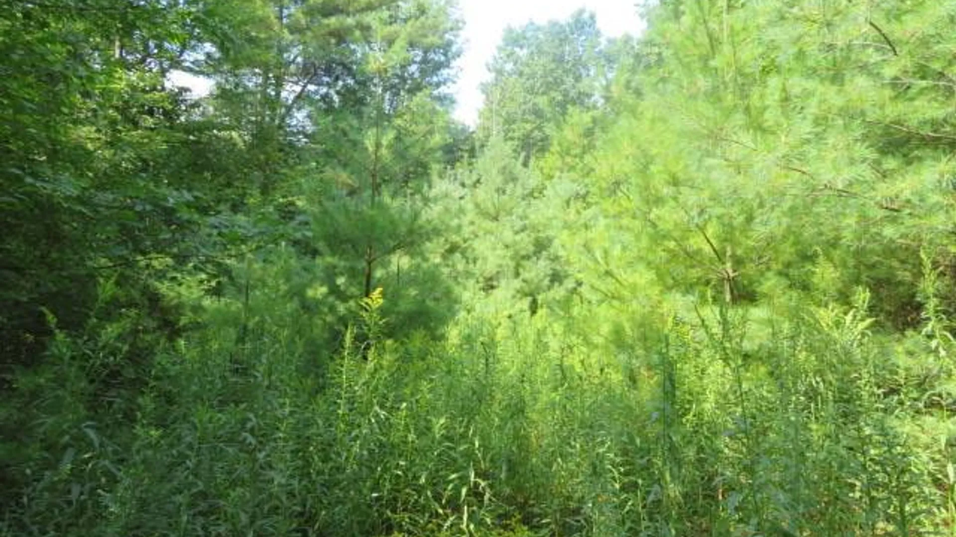 Property at 0 State Hwy 29, Ephratah, NY 12095 7