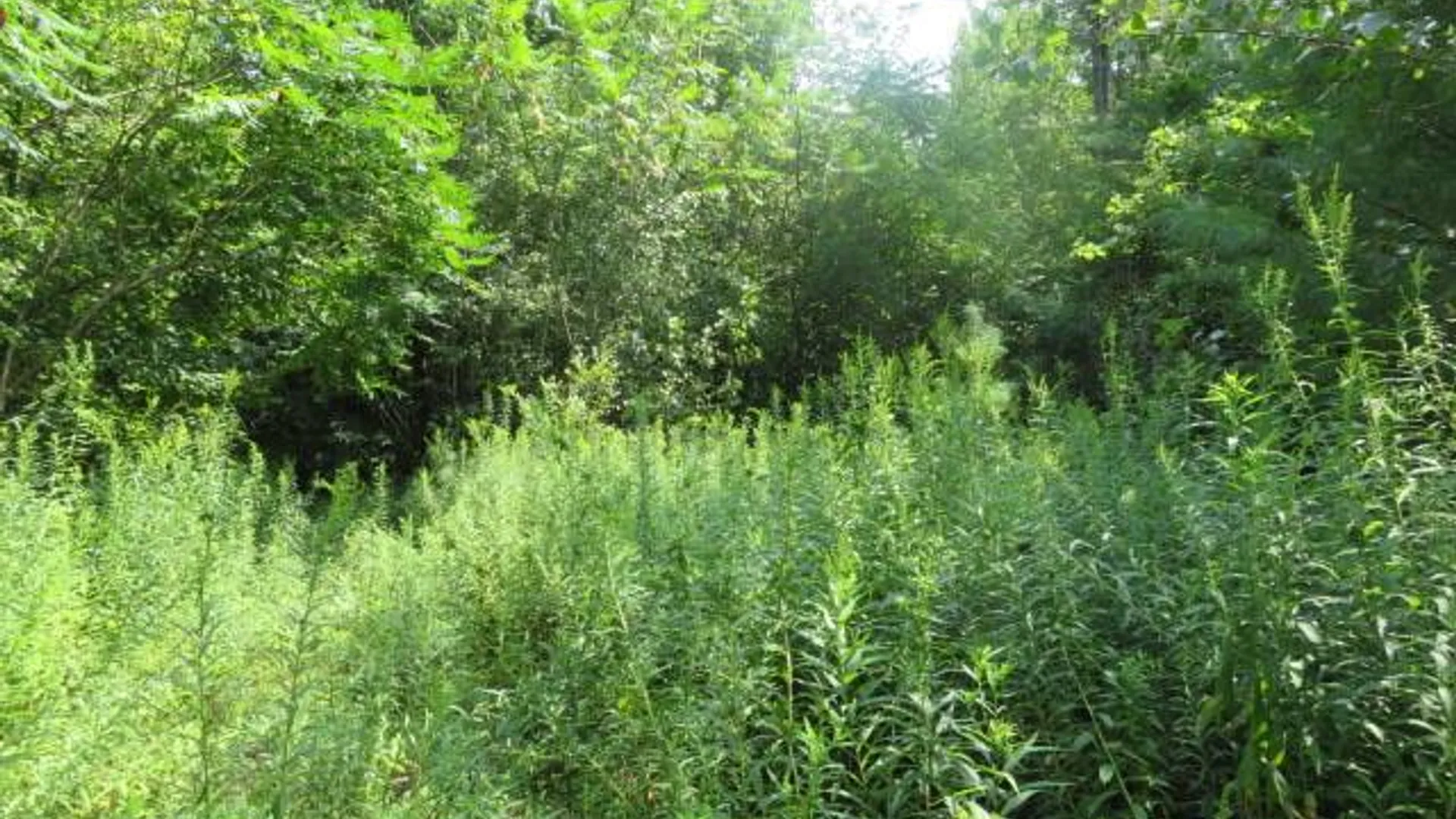 Property at 0 State Hwy 29, Ephratah, NY 12095 8