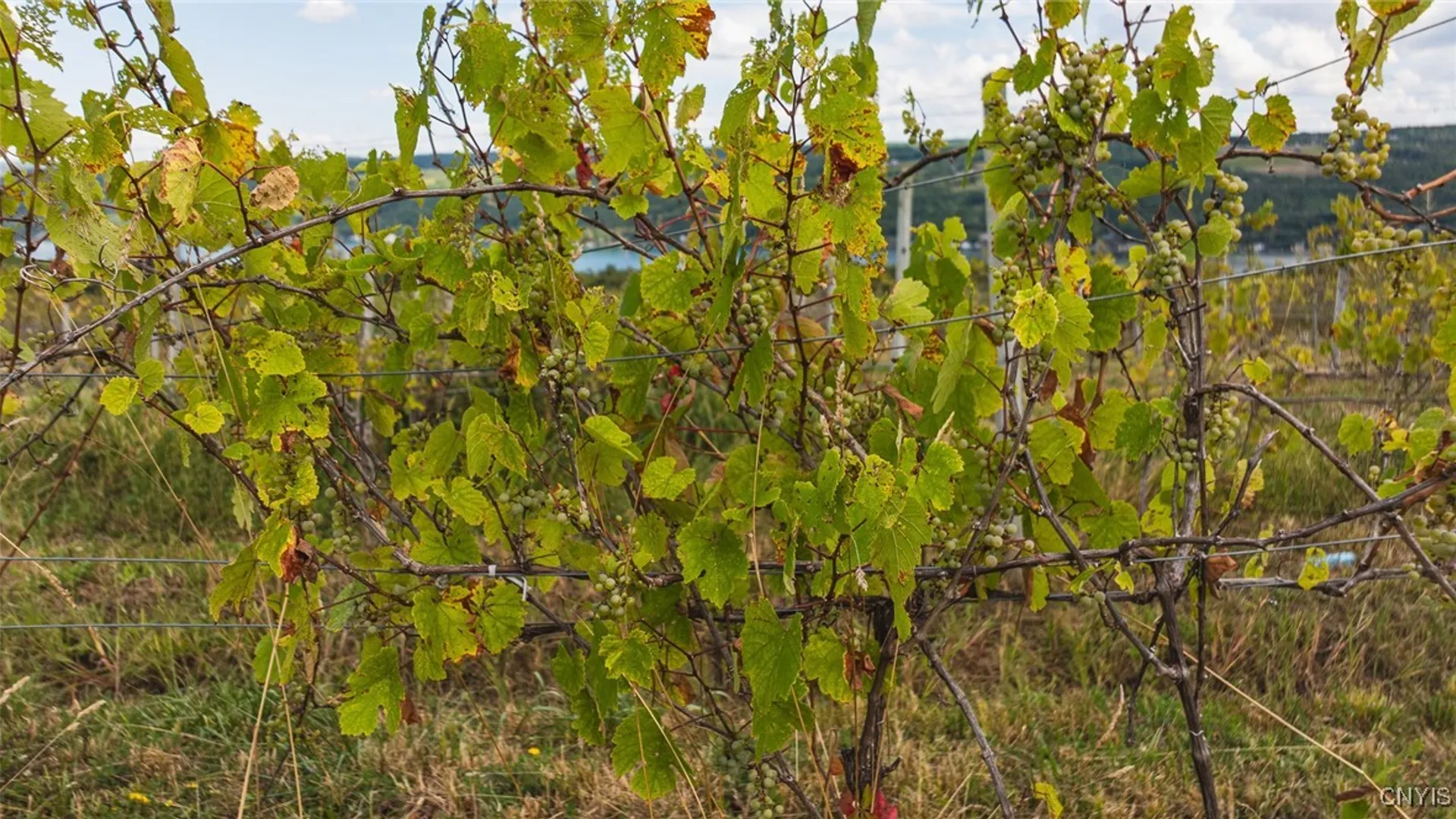 Property at 9008 (Lot B) County Route 76, Urbana, NY 14840 20