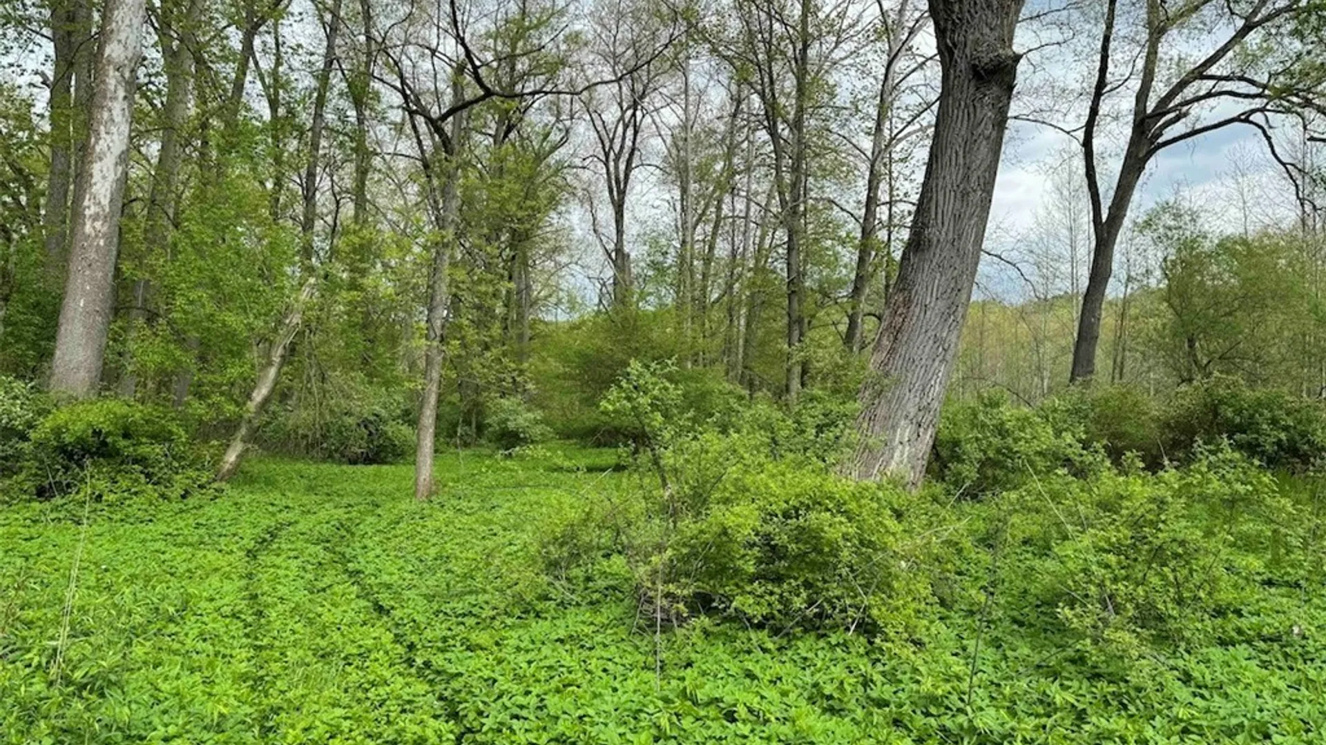 Property at 6610 Thomas Corners Road, Ashford, NY 14171 20