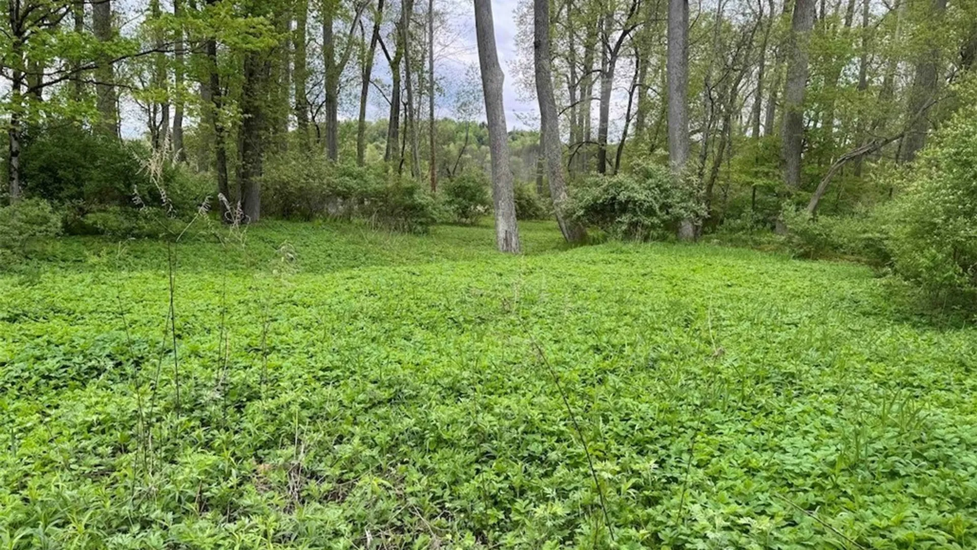 Property at 6610 Thomas Corners Road, Ashford, NY 14171 28