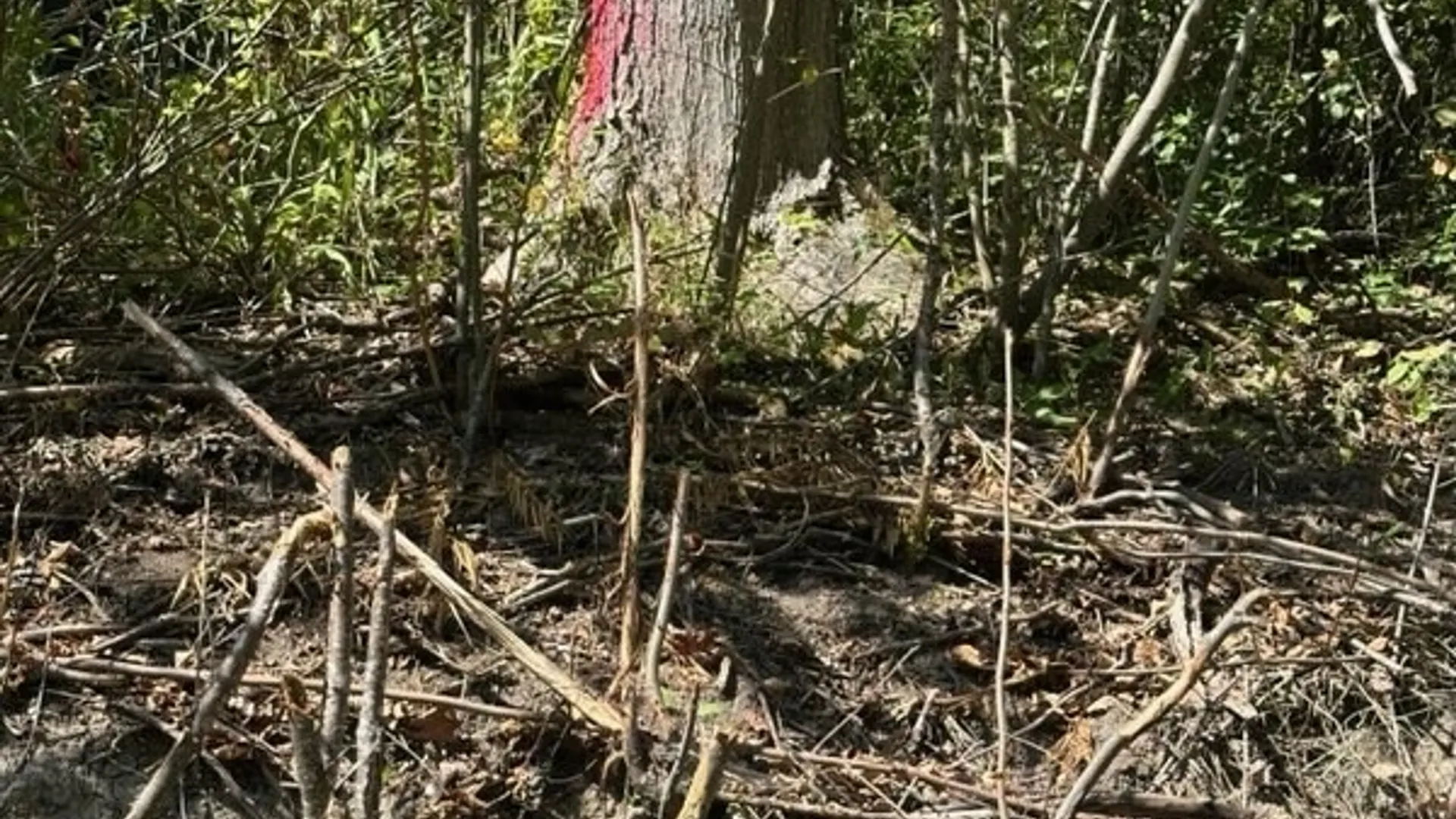 Property at Clark Hollow Road, Fabius, NY 13084 2