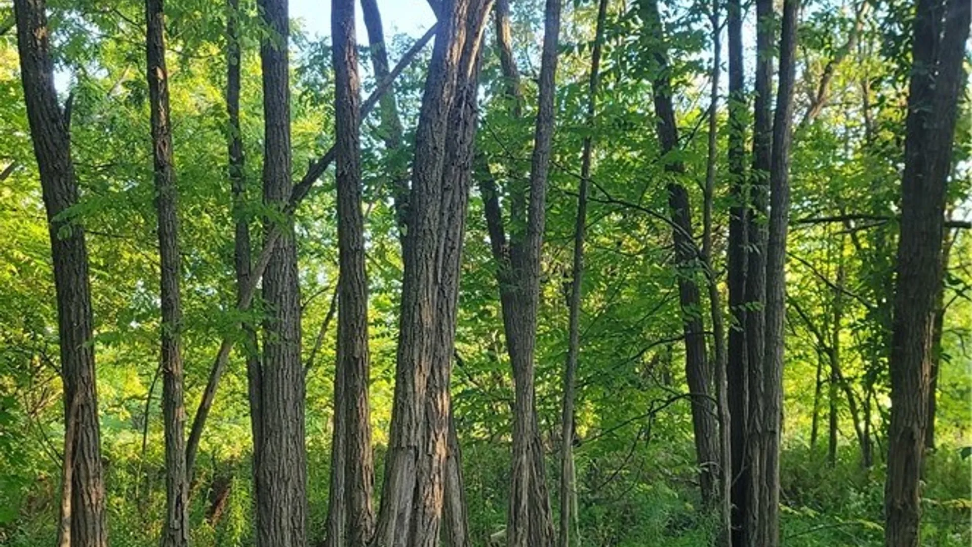 Property at 123 Piper Road, Herkimer, NY 13350 34