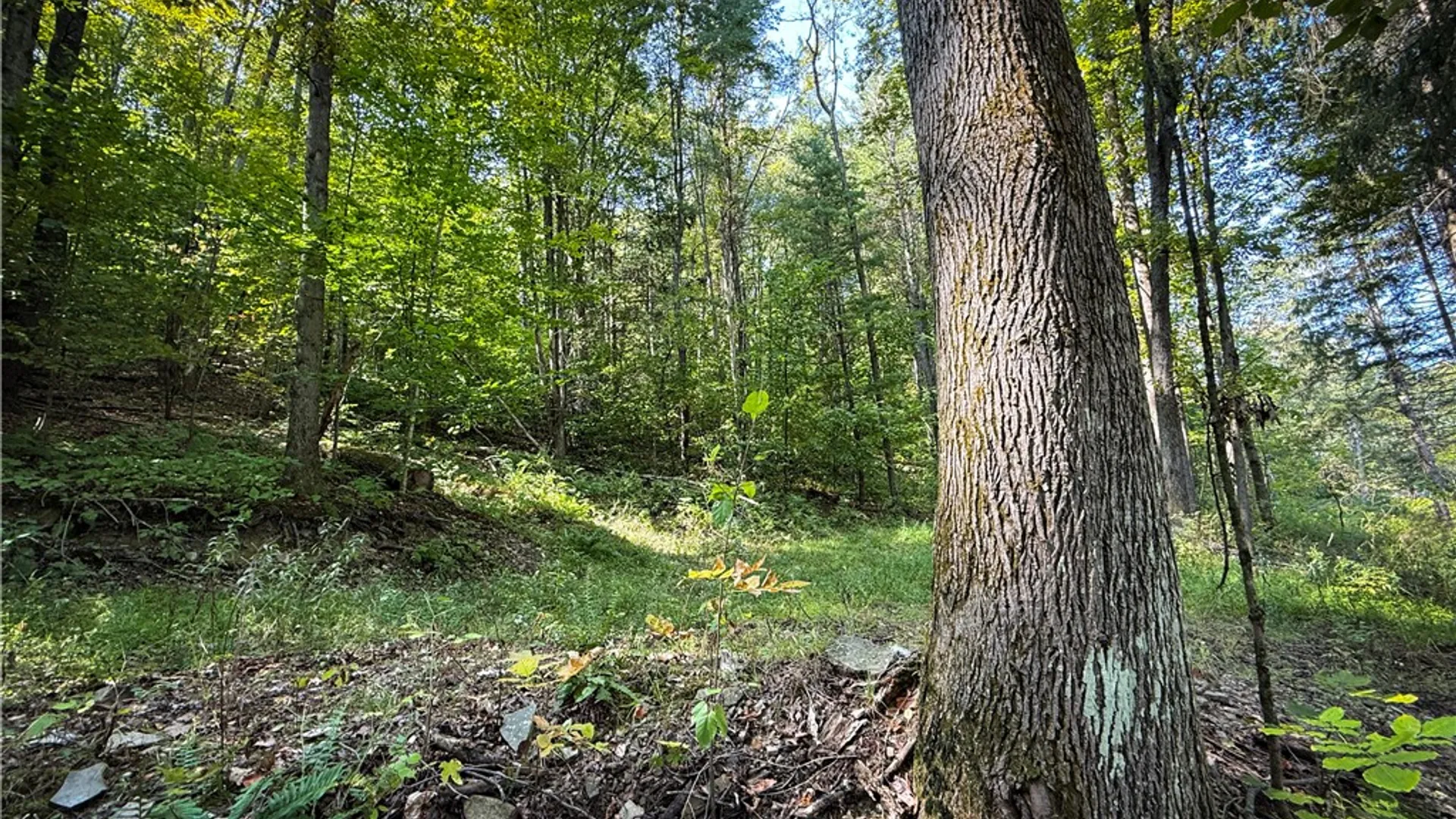 Property at 0 Worden Road, Barton, NY 14892 13