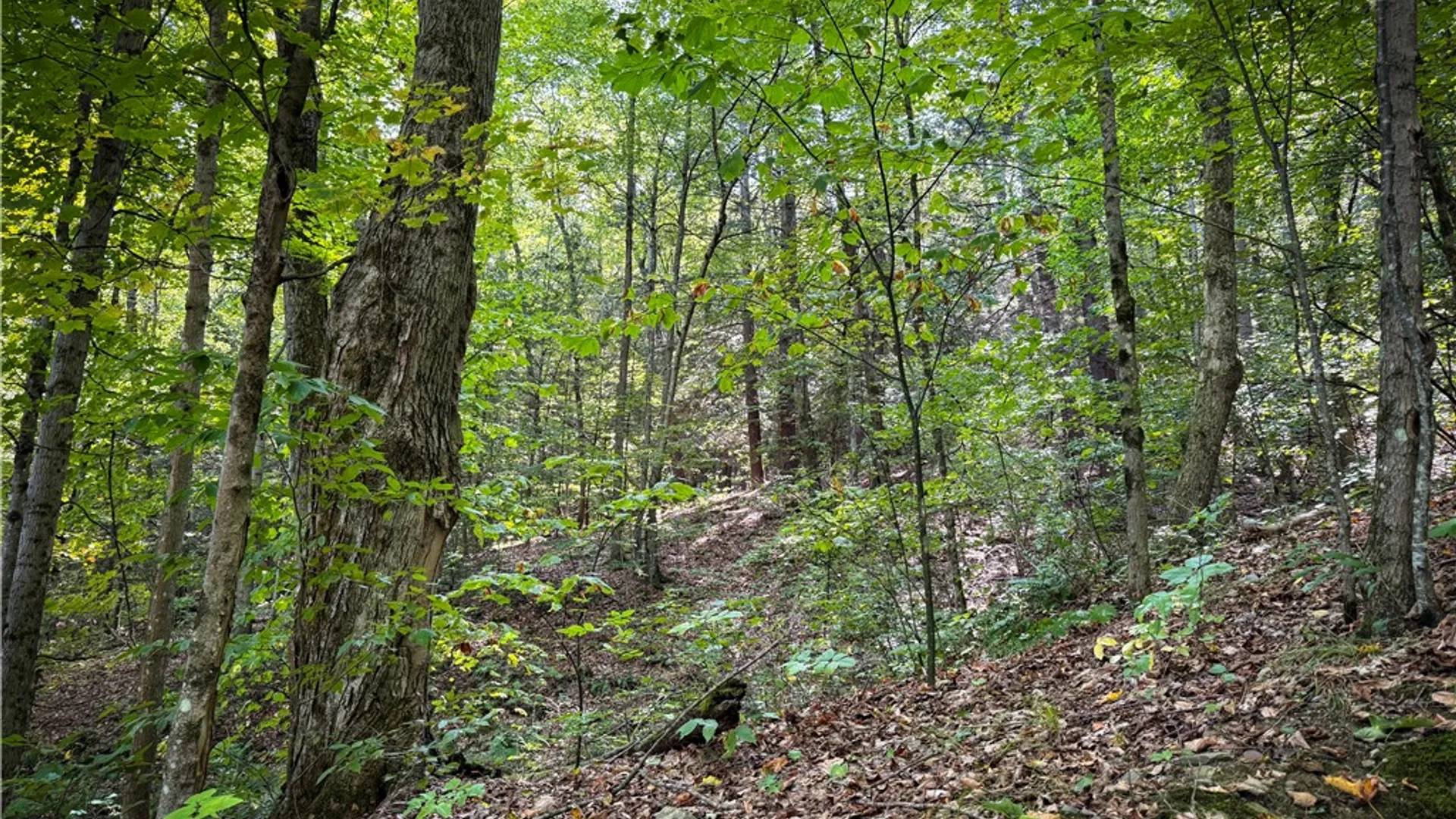 Property at 0 Worden Road, Barton, NY 14892 15