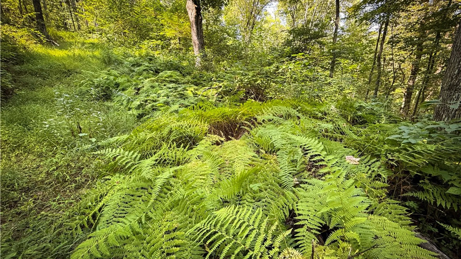 Property at 0 Worden Road, Barton, NY 14892 22