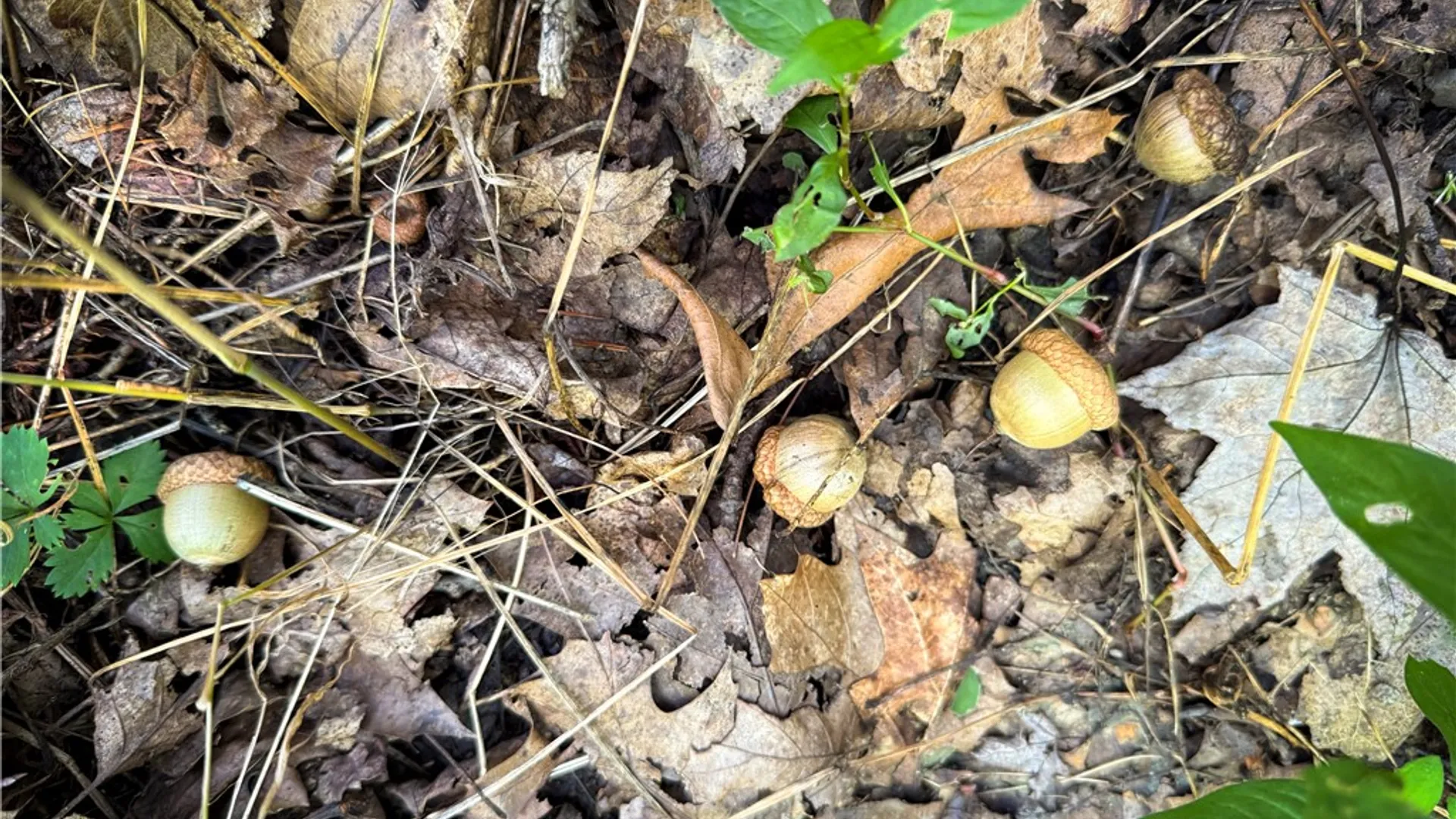 Property at 0 Worden Road, Barton, NY 14892 23