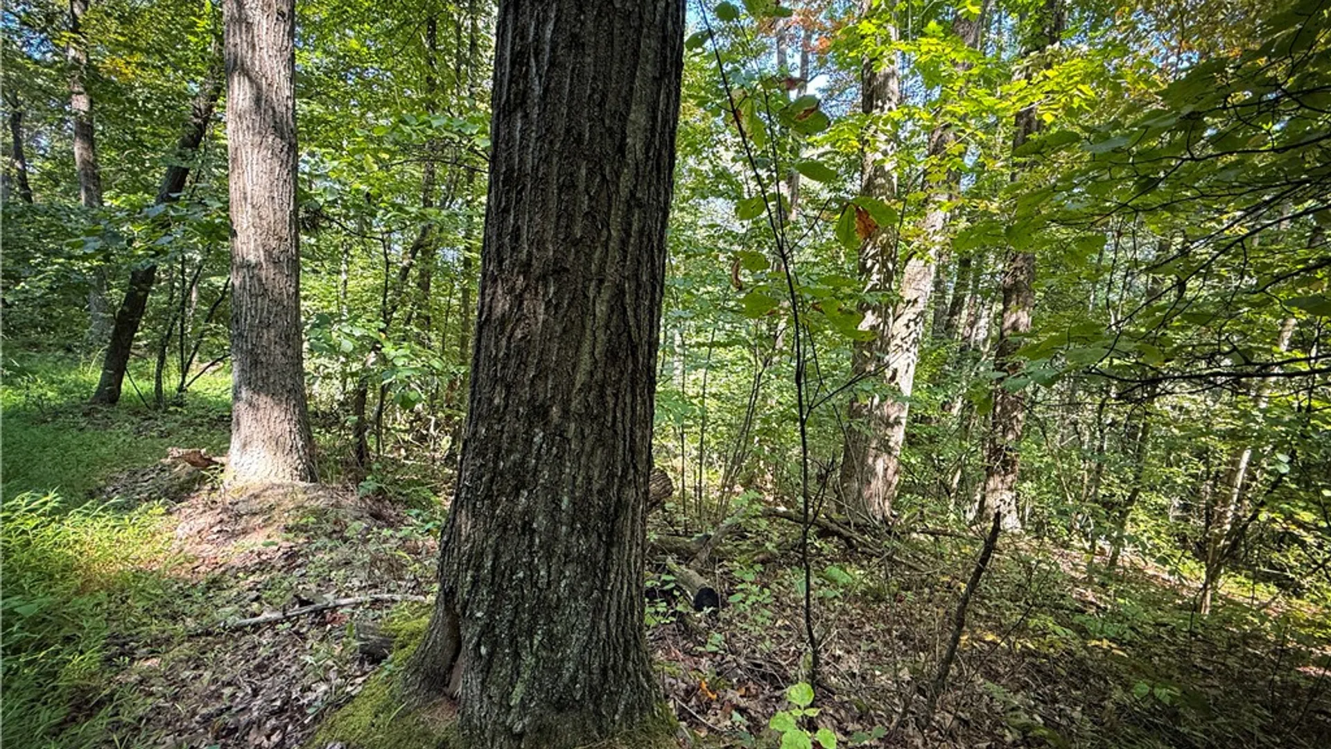 Property at 0 Worden Road, Barton, NY 14892 29