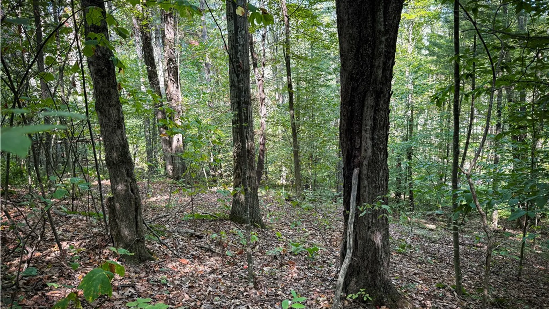 Property at 0 Worden Road, Barton, NY 14892 32