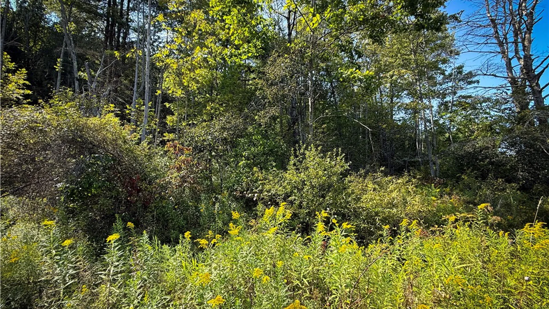 Property at 0 Worden Road, Barton, NY 14892 5