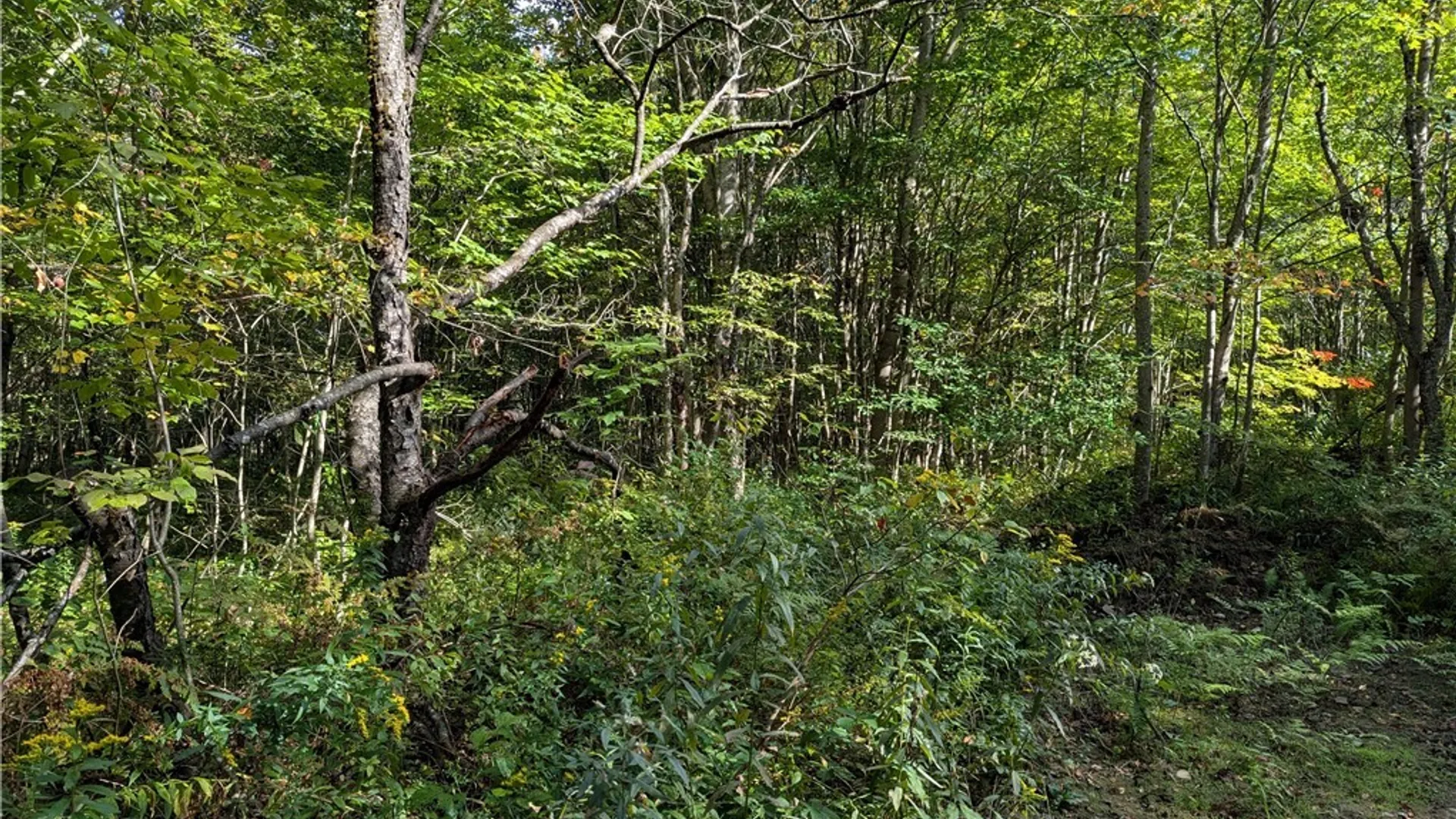 Property at part of 1991 Kotary Road, Lewis, NY 13325 3