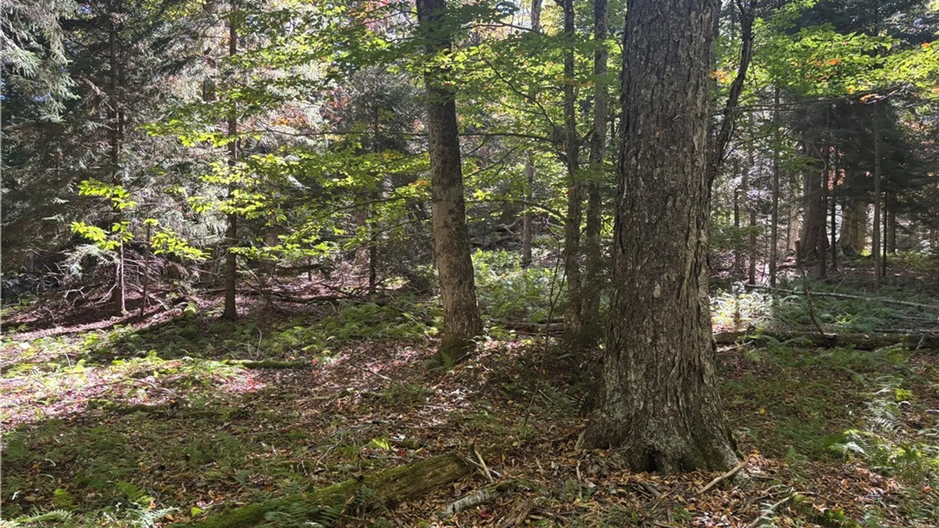 Property at Moehs Road, Webb, NY 13420 4