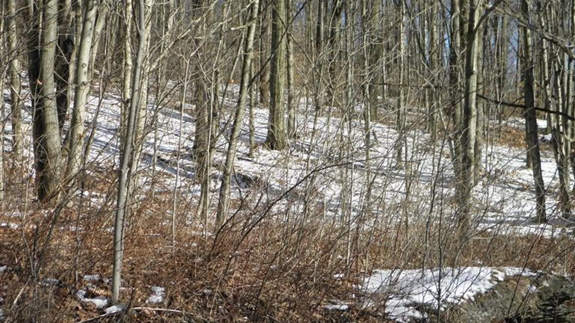 Property at 0 County Highway 26, Hamden, NY 13782 5