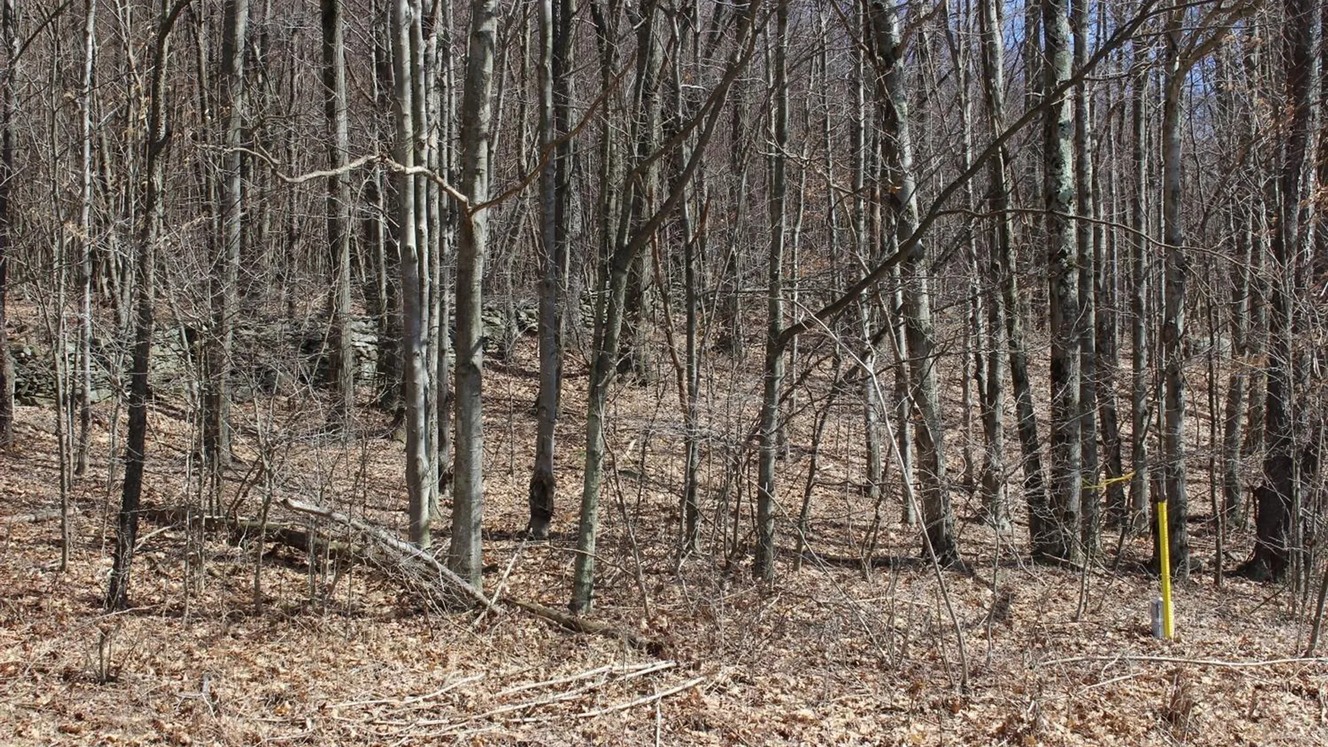 Property at 0 County Highway 26, Hamden, NY 13782 9