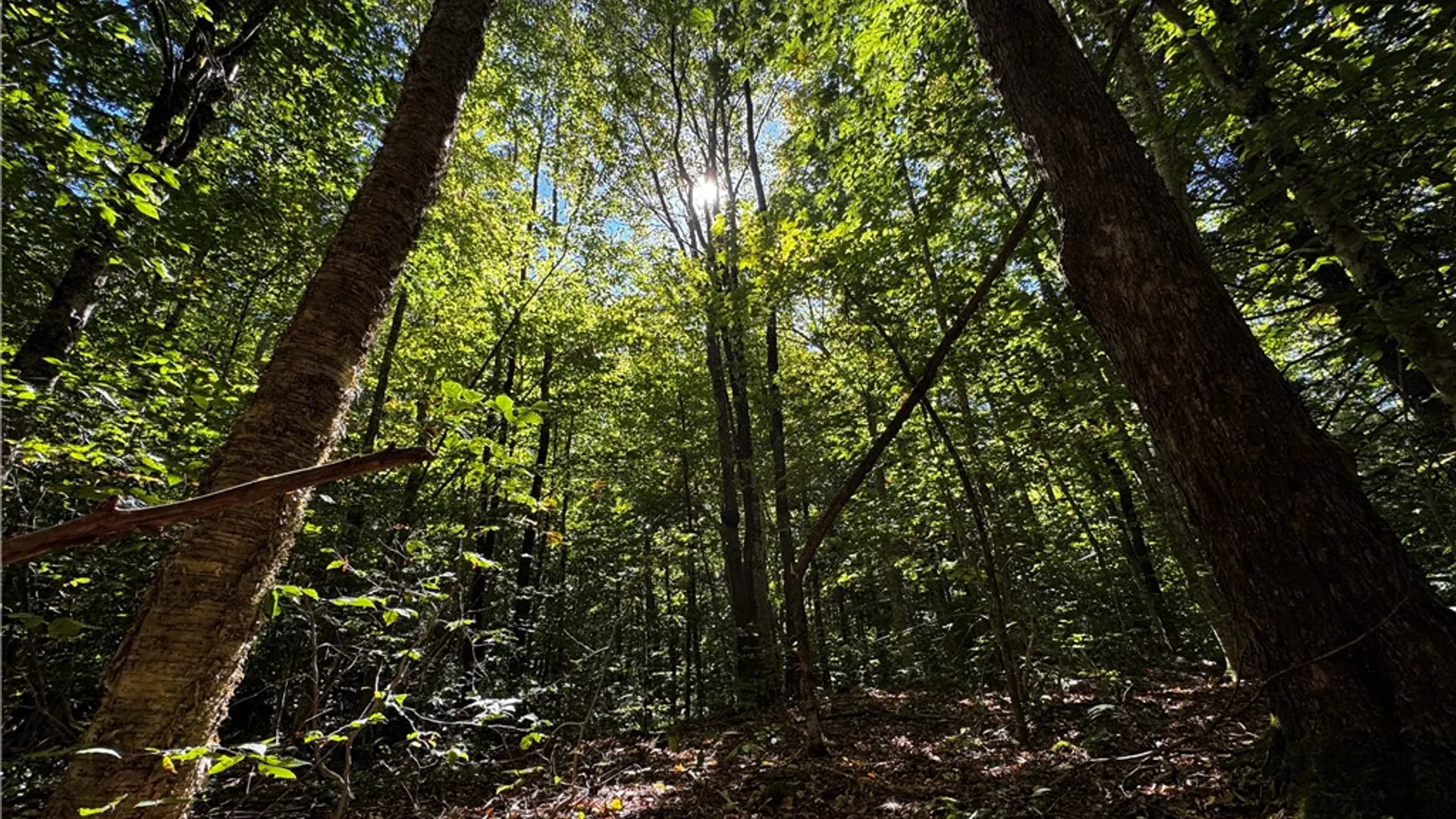 Property at 185 Kaine Road, Williamstown, NY 13302 3