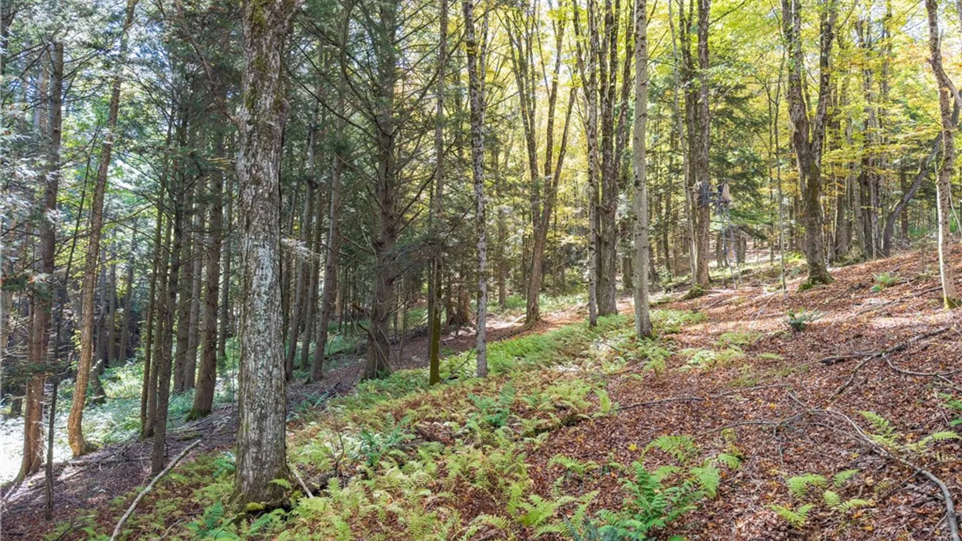 Property at Reservoir Hill Road, Plymouth, NY 13844 10