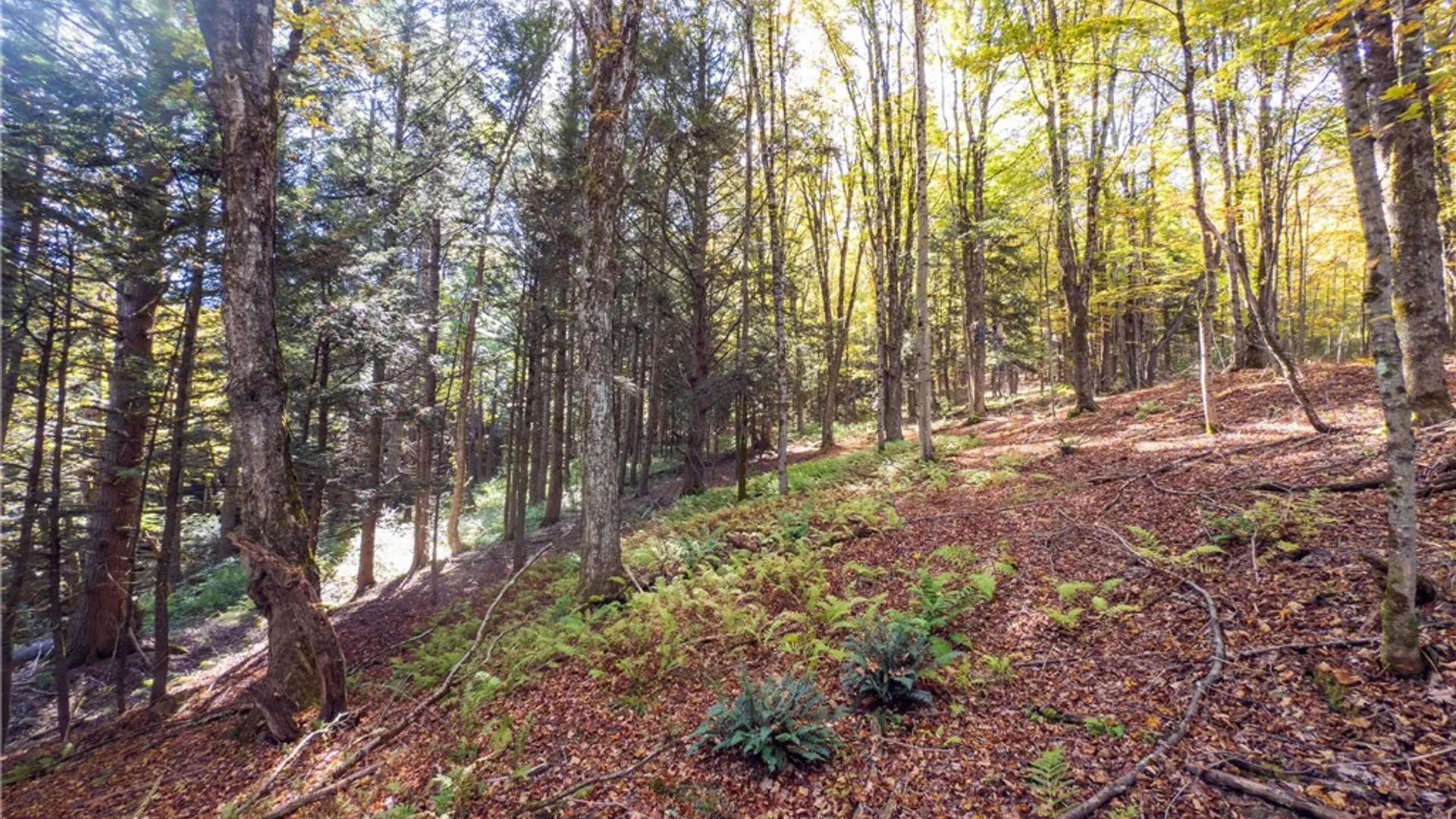 Property at Reservoir Hill Road, Plymouth, NY 13844 11