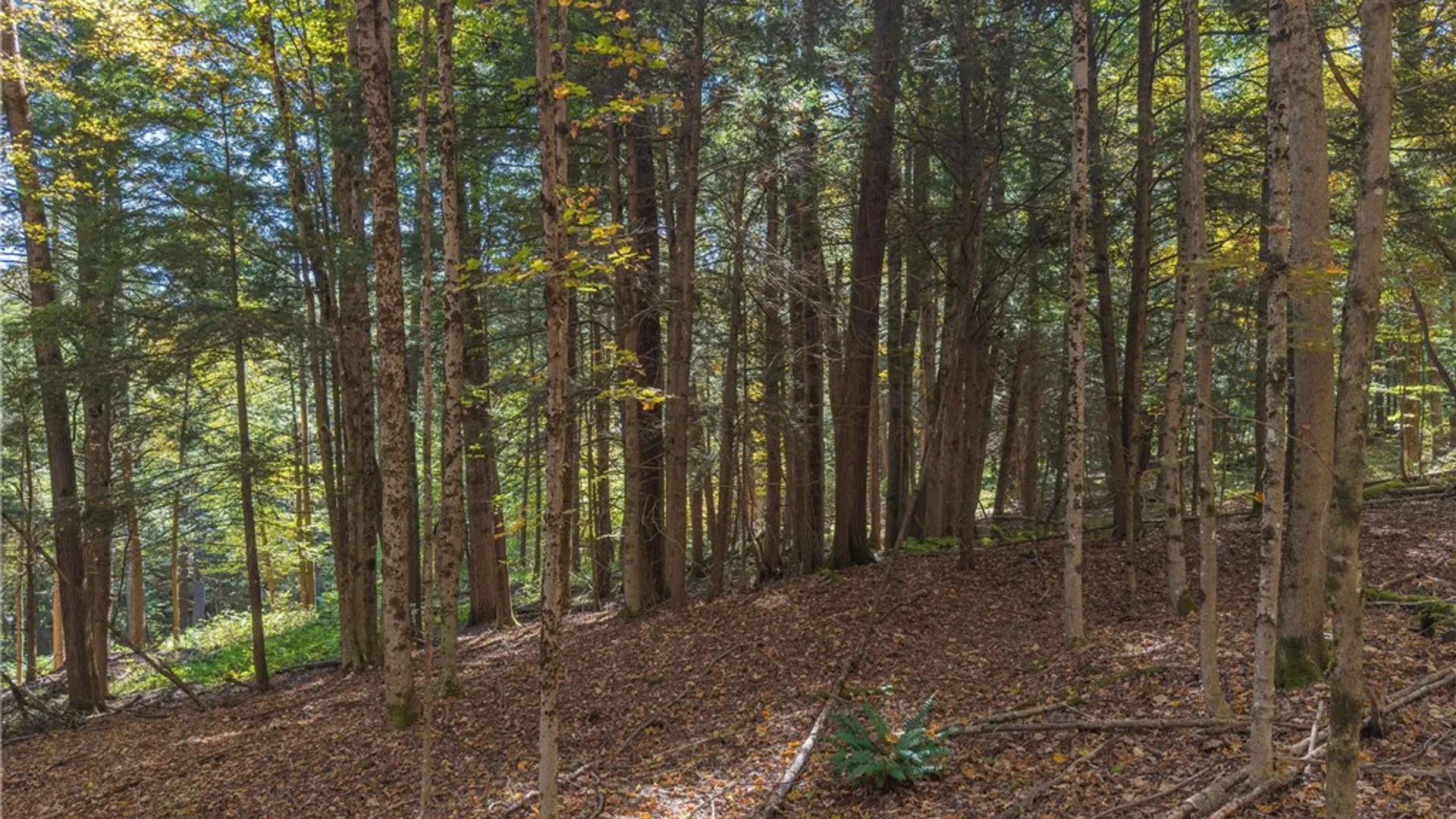 Property at Reservoir Hill Road, Plymouth, NY 13844 14