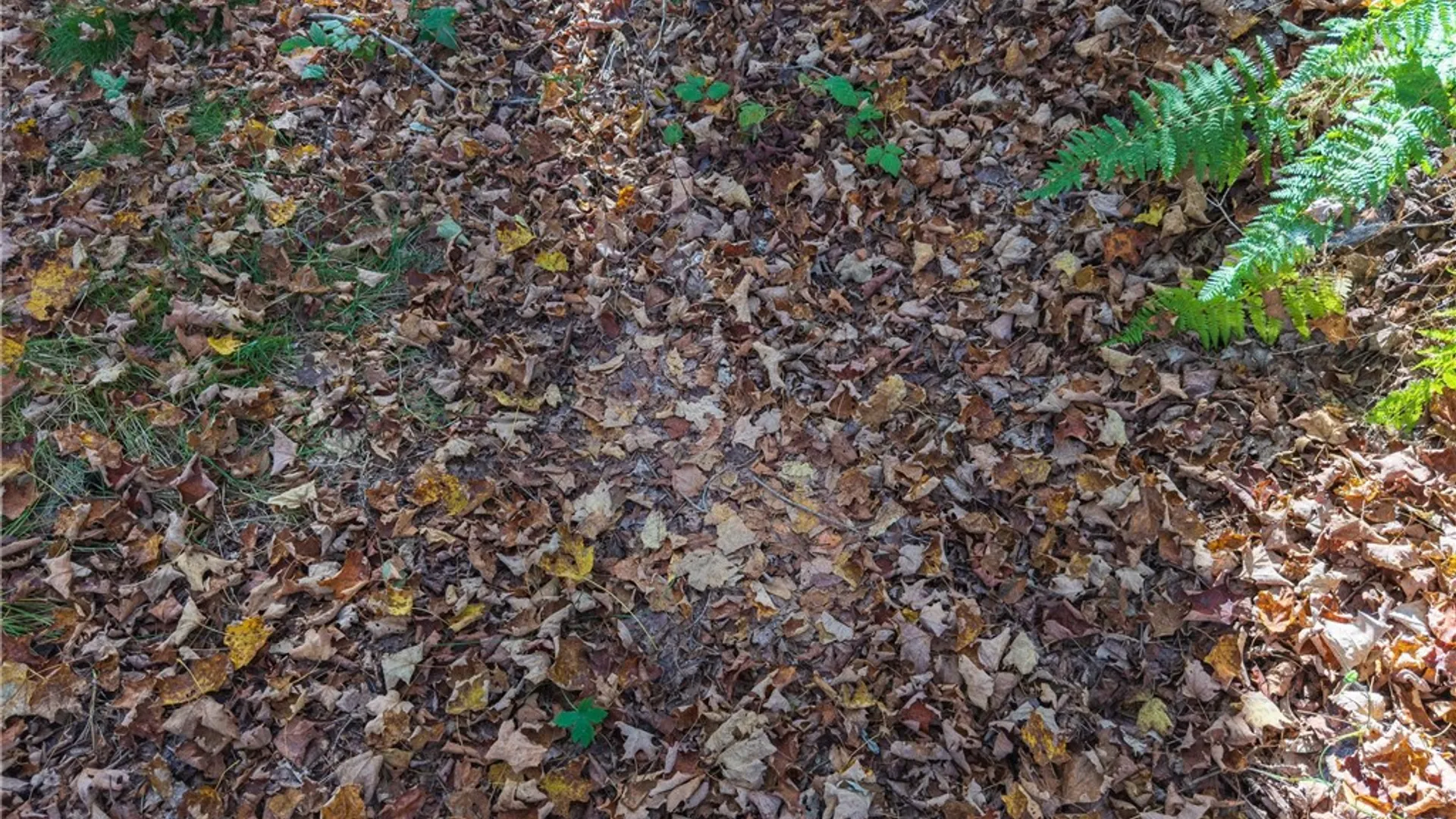 Property at Reservoir Hill Road, Plymouth, NY 13844 19