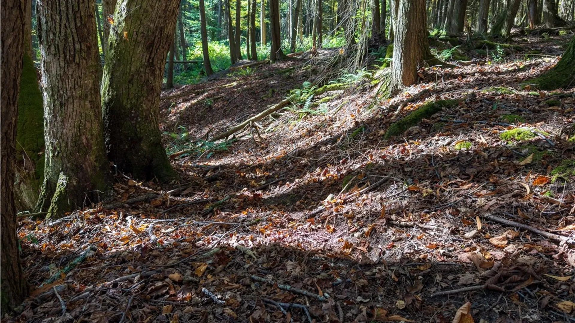 Property at Reservoir Hill Road, Plymouth, NY 13844 23