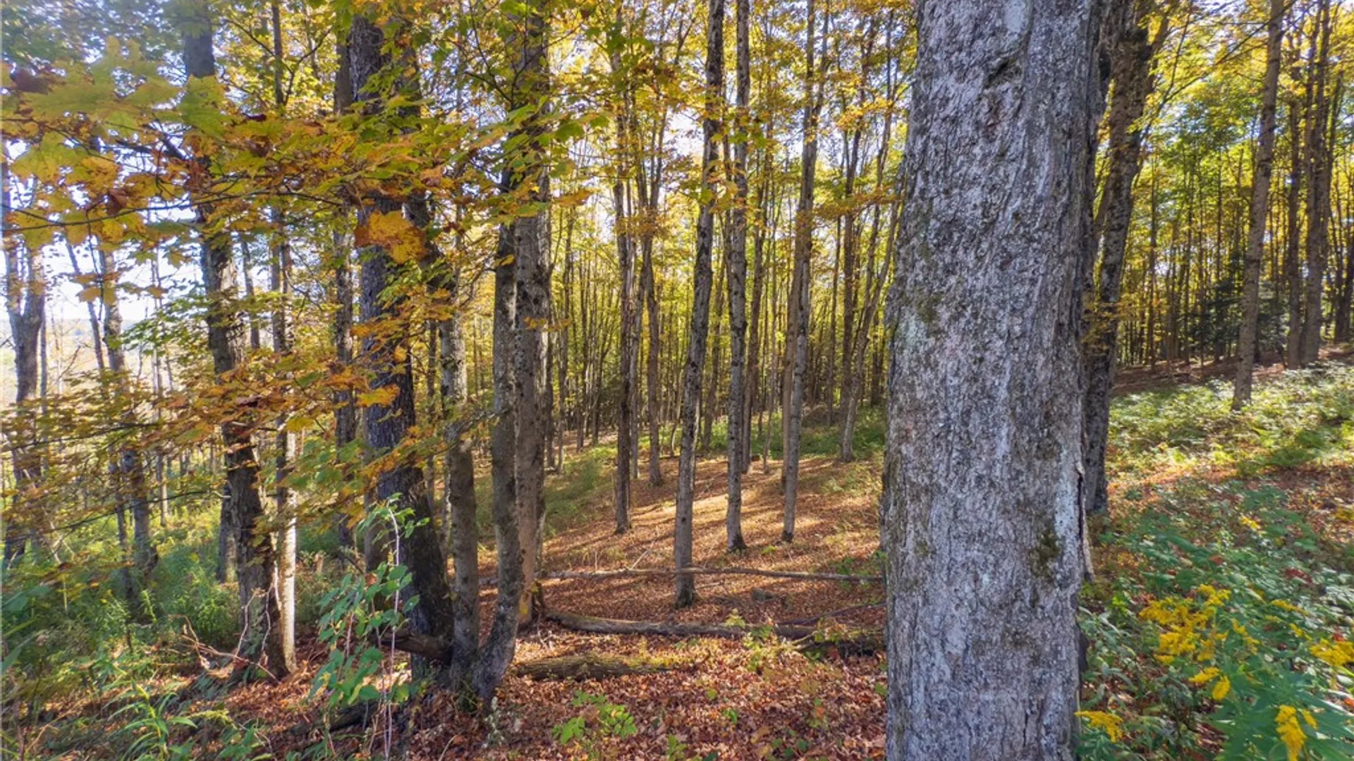 Property at Reservoir Hill Road, Plymouth, NY 13844 28