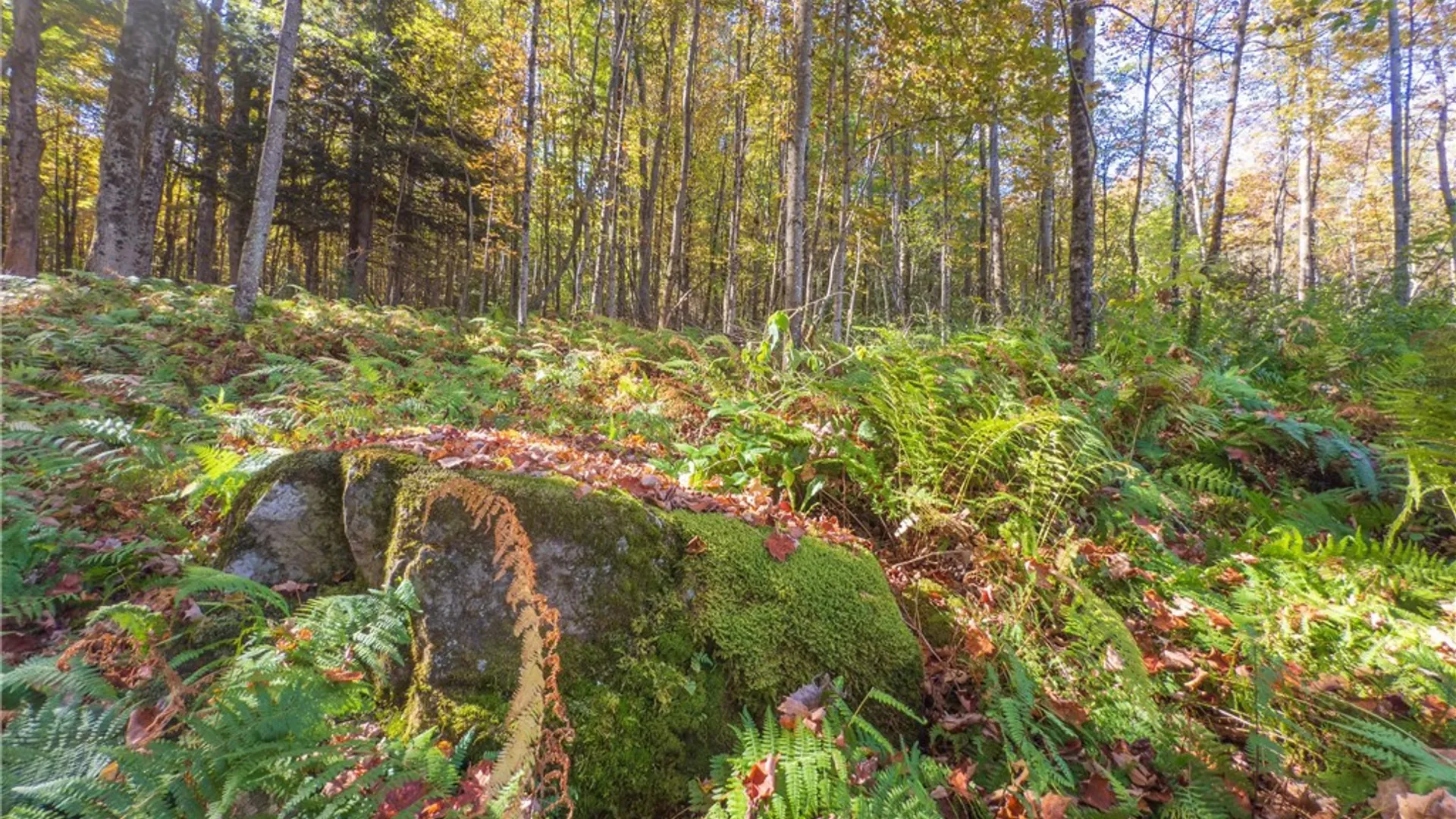 Property at Reservoir Hill Road, Plymouth, NY 13844 31