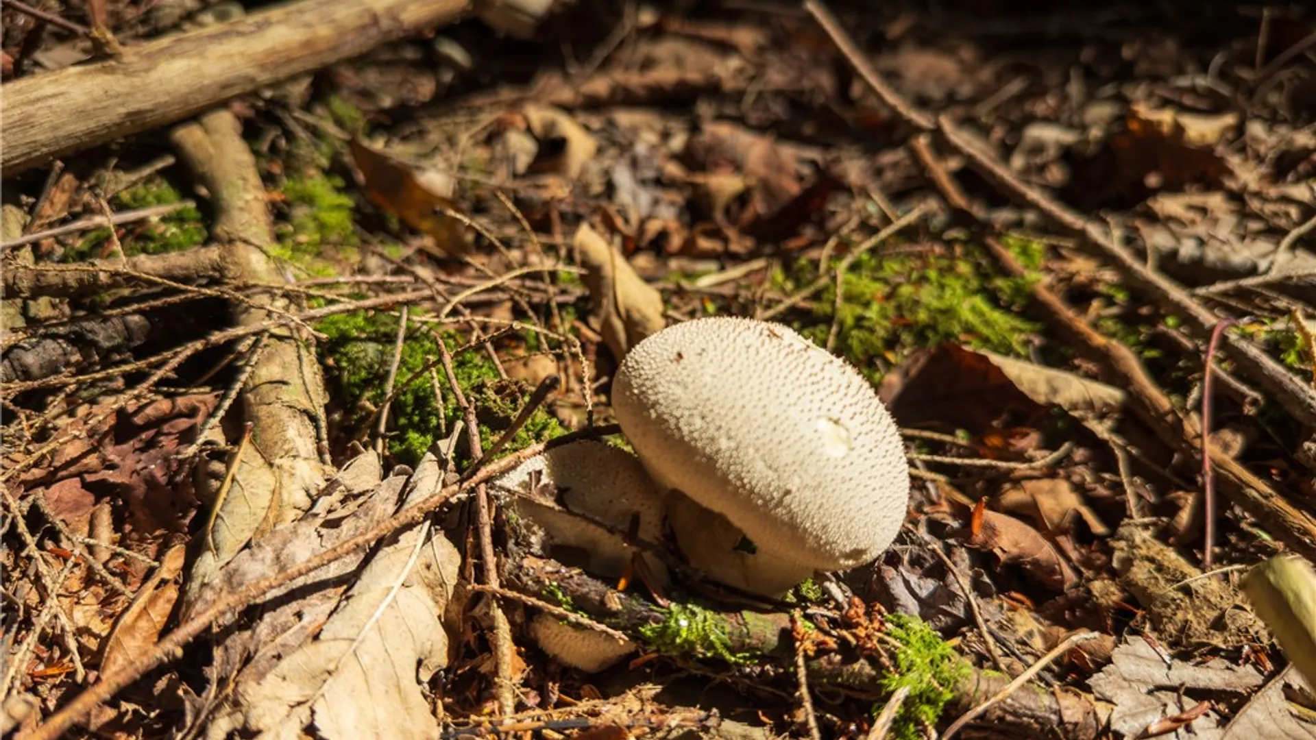 Property at Reservoir Hill Road, Plymouth, NY 13844 33