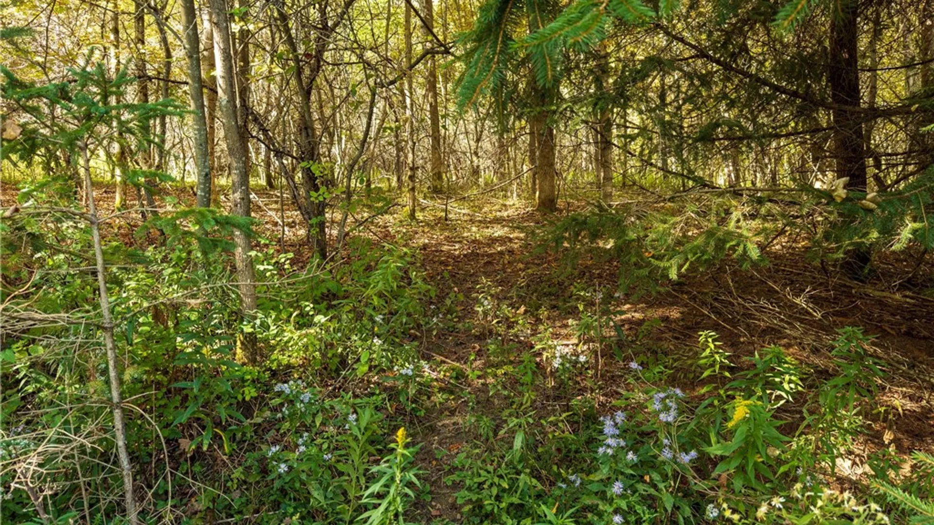 Property at Reservoir Hill Road, Plymouth, NY 13844 42