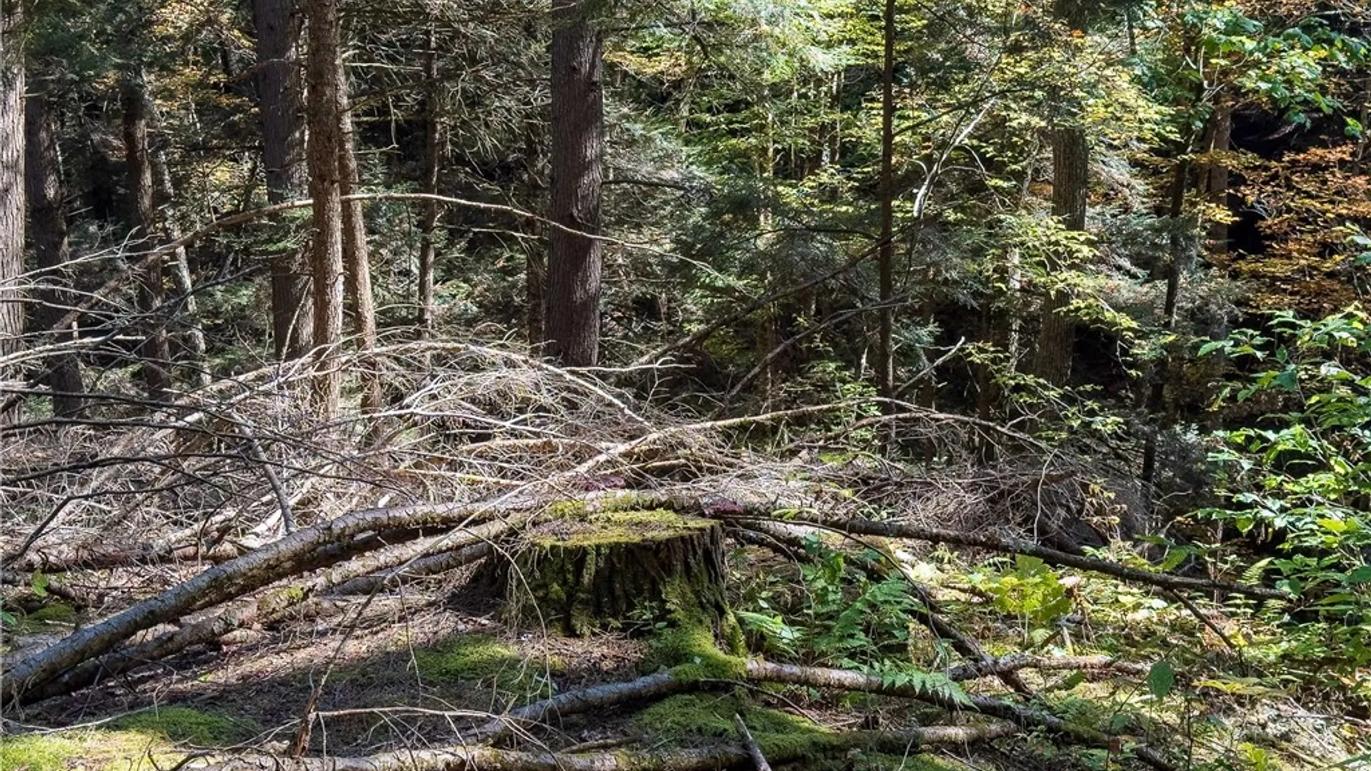 Property at Reservoir Hill Road, Plymouth, NY 13844 6