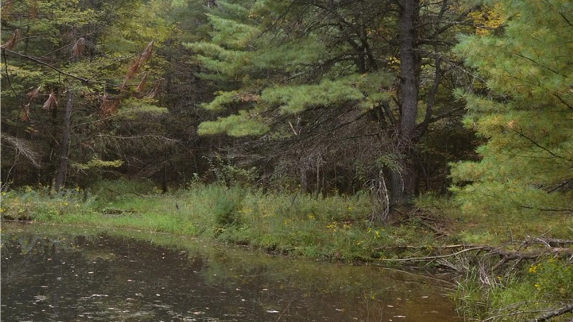 Property at 330 Tallow Hill Road, Spencer, NY 14883 10