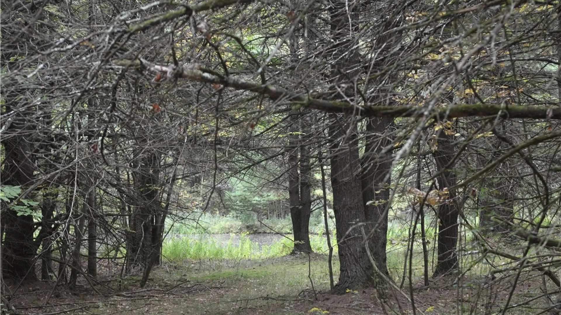 Property at 330 Tallow Hill Road, Spencer, NY 14883 13